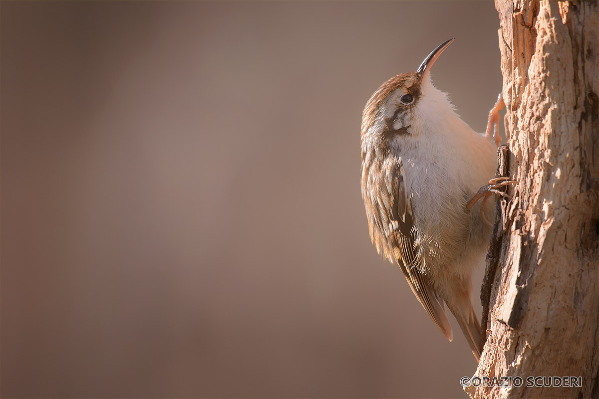 Certhia brachydactyla