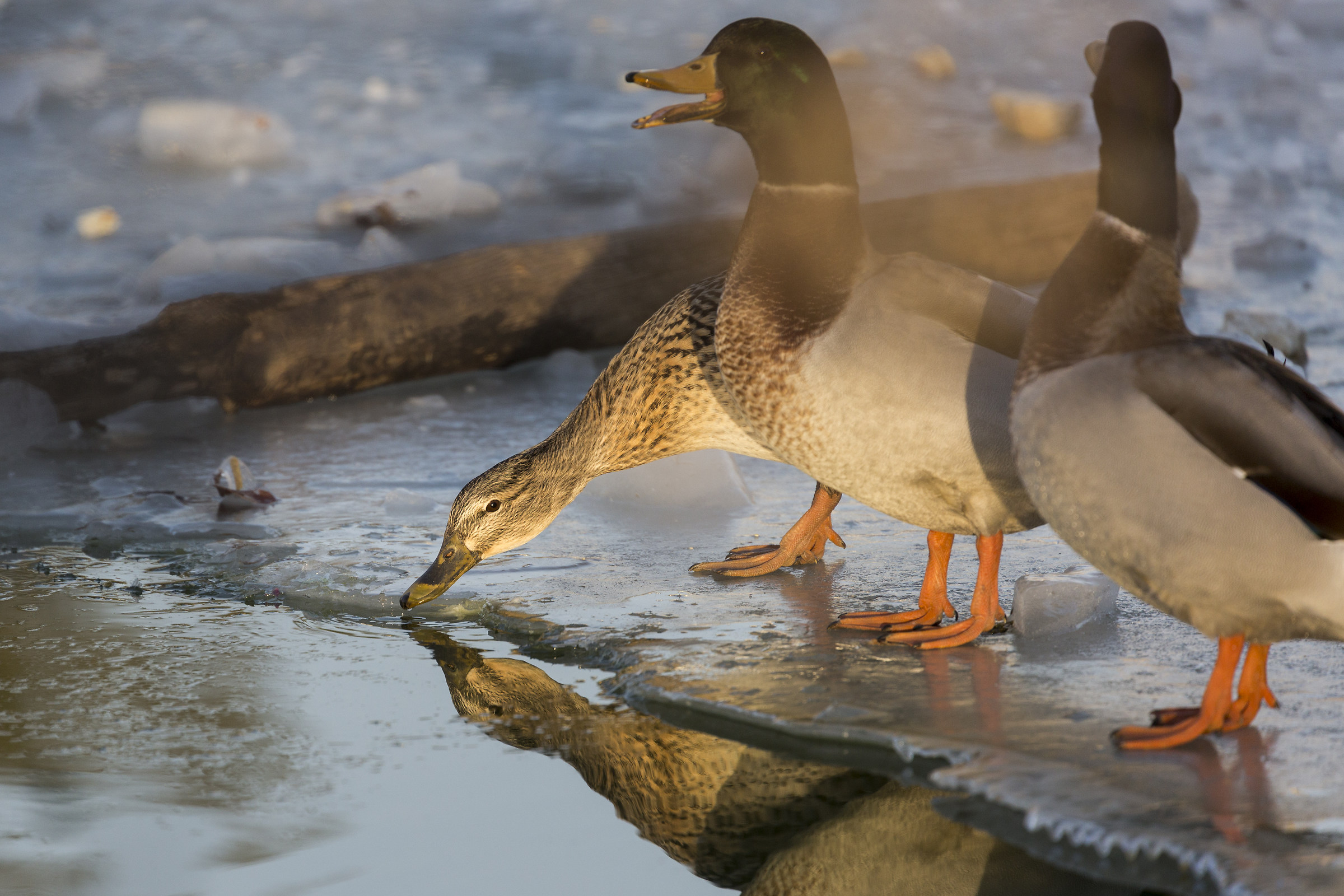 Pond in winter 2