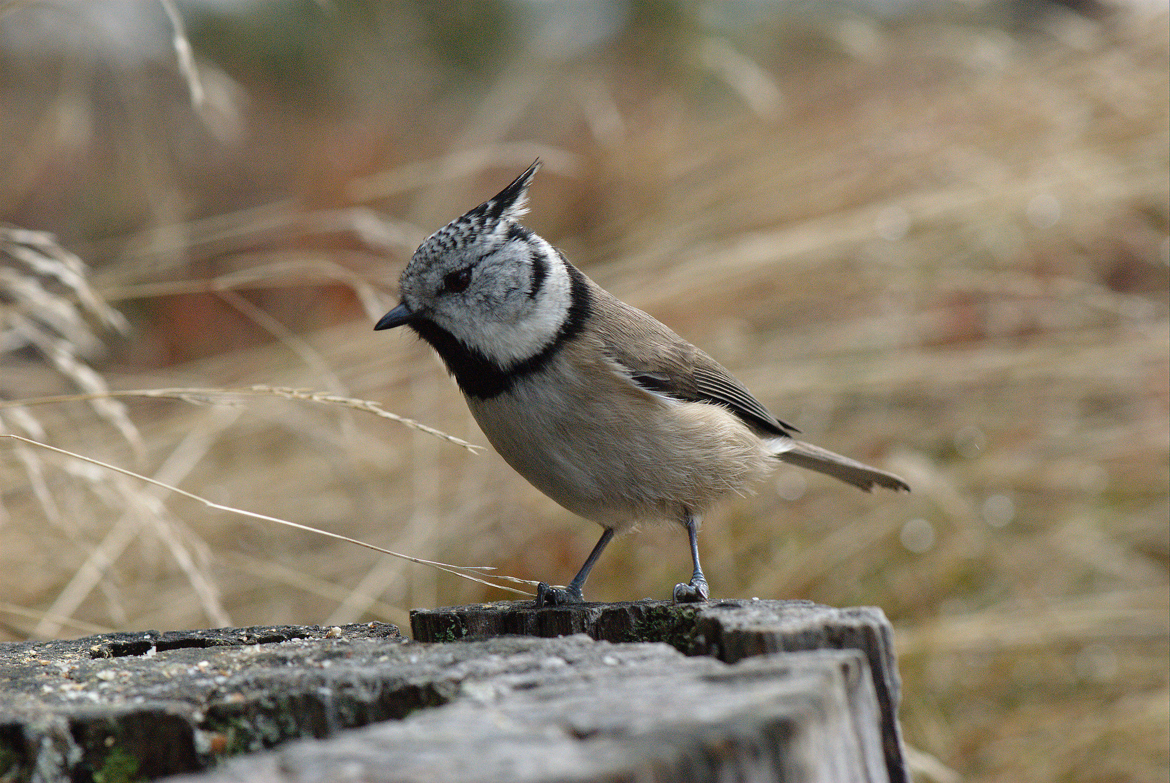 Crested Tit