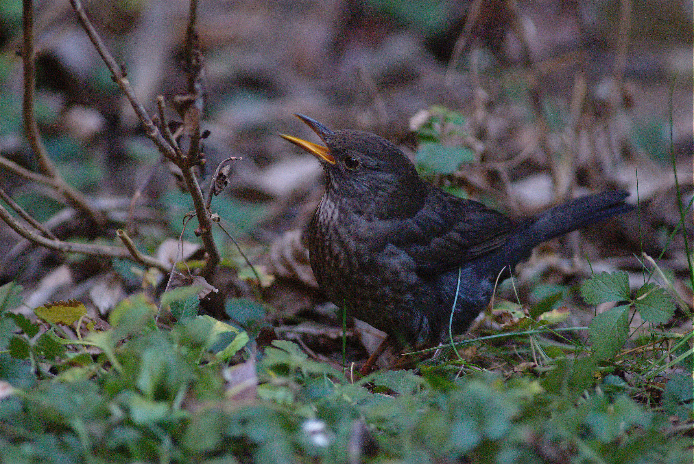 female blackbird