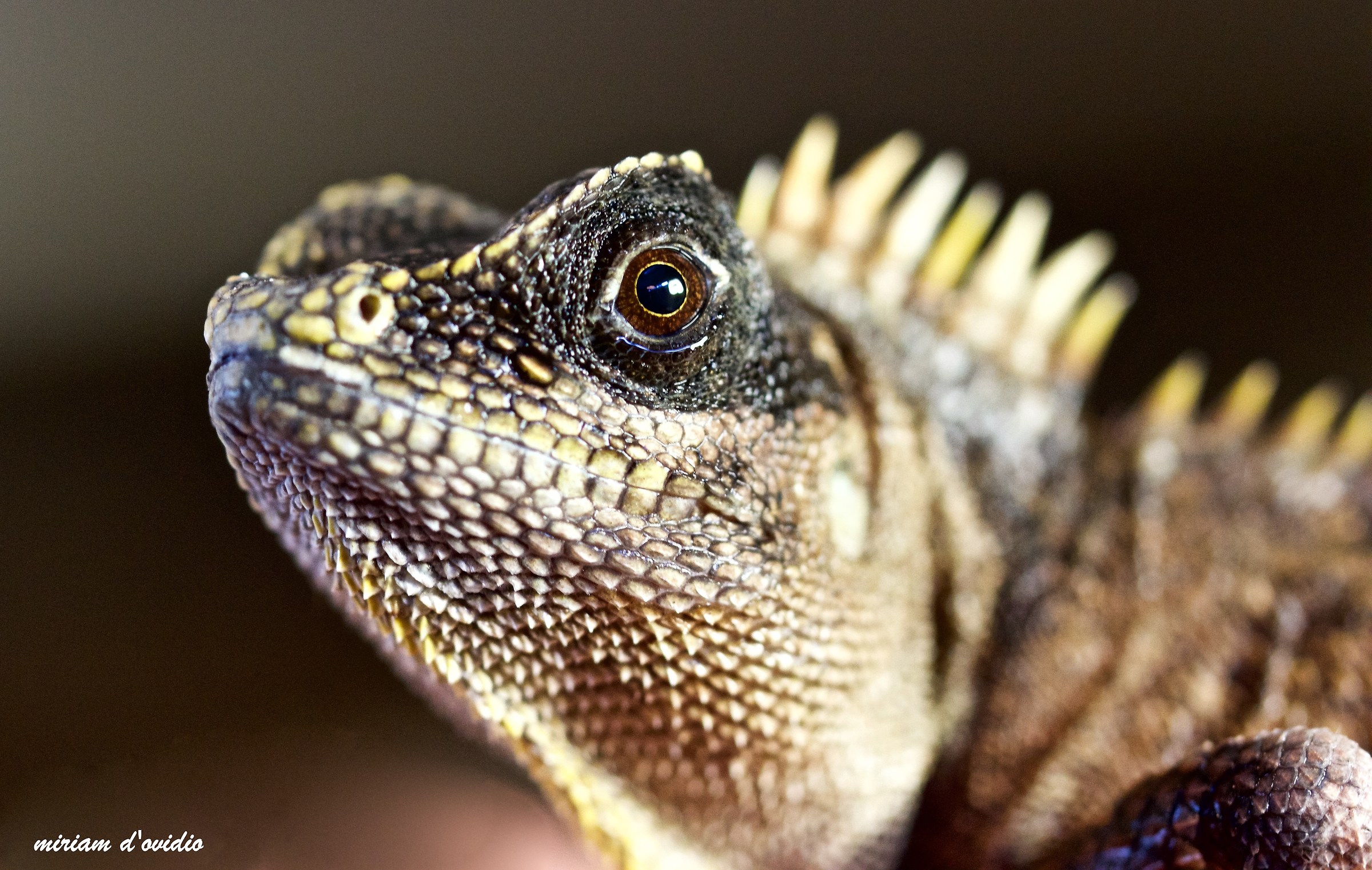 mountain dragon Vietnam