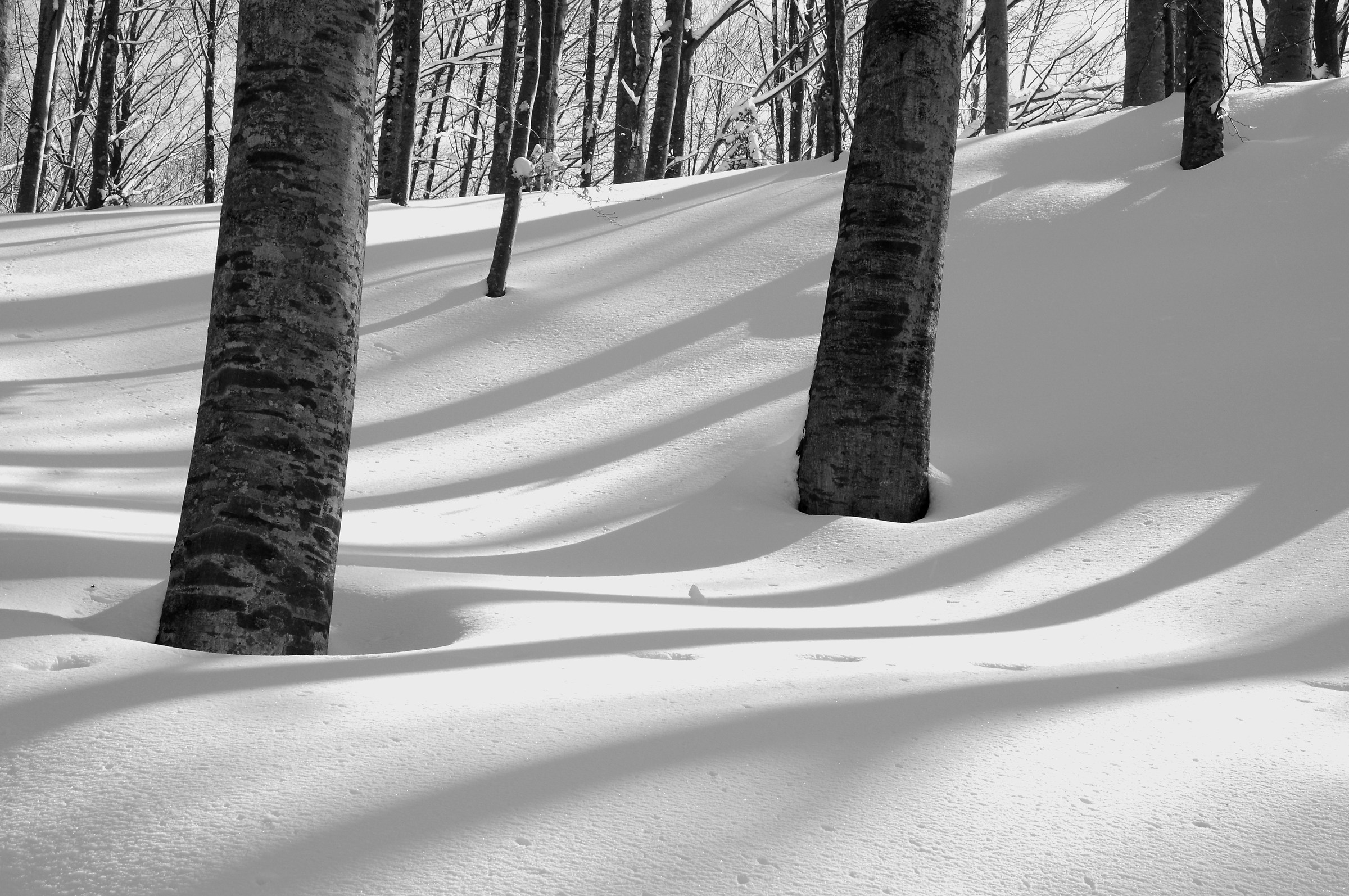 Beech trees in the snow 2