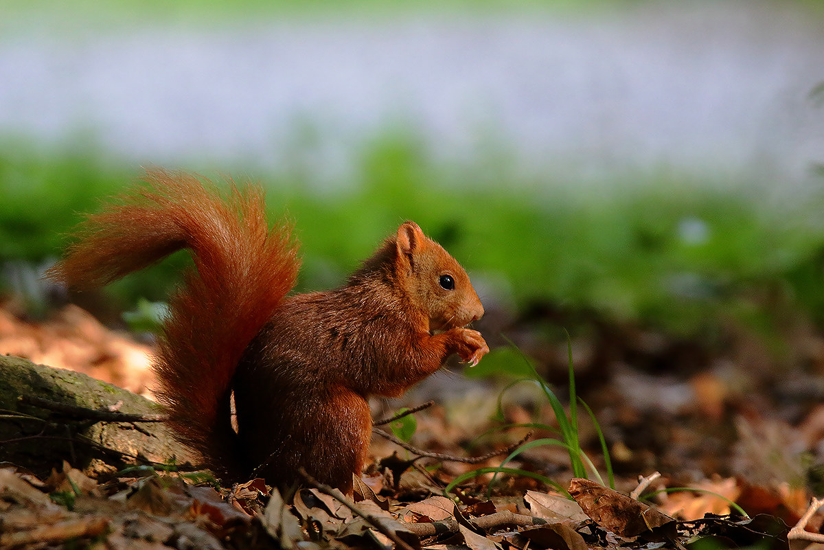 red squirrel