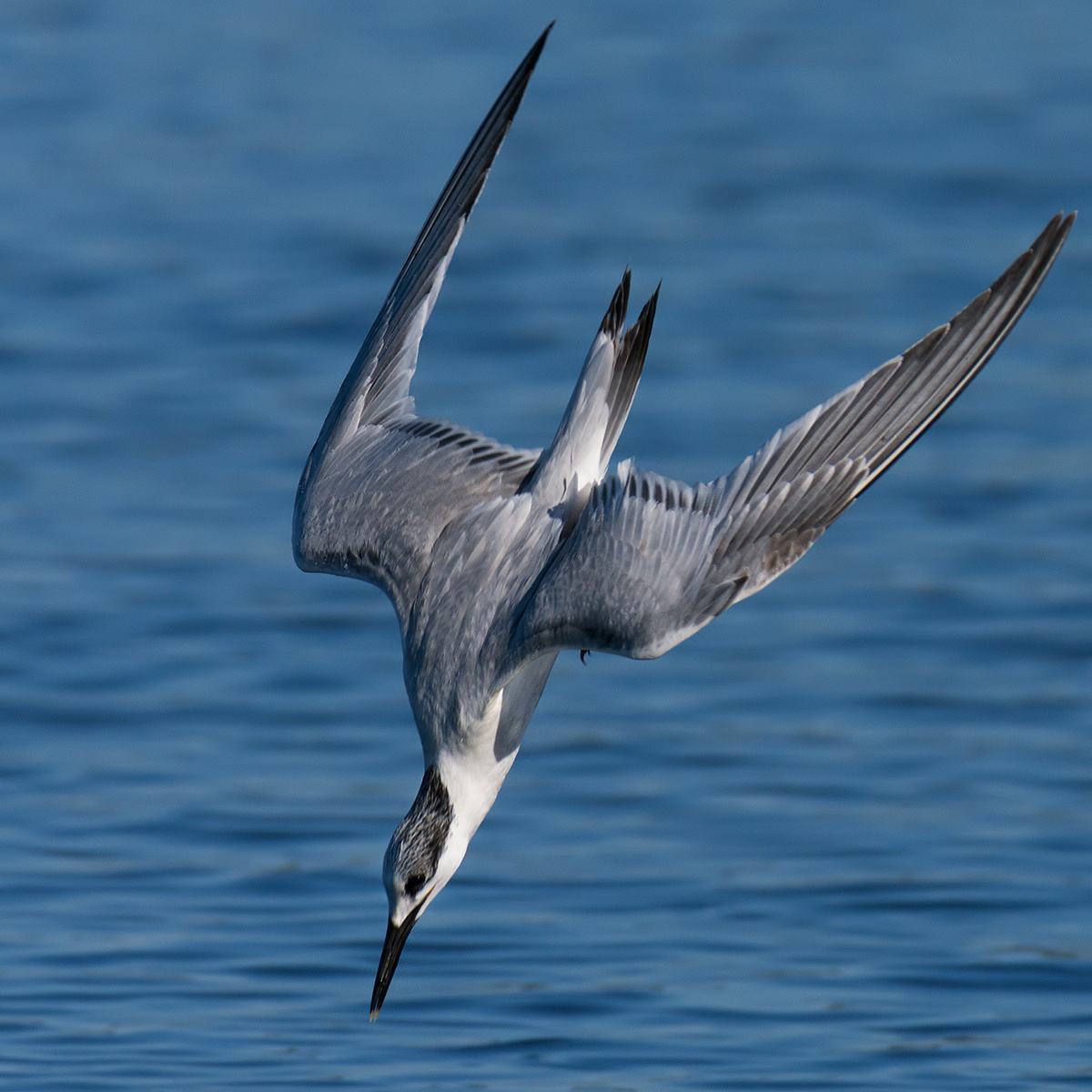 Sandwich tern tern diving