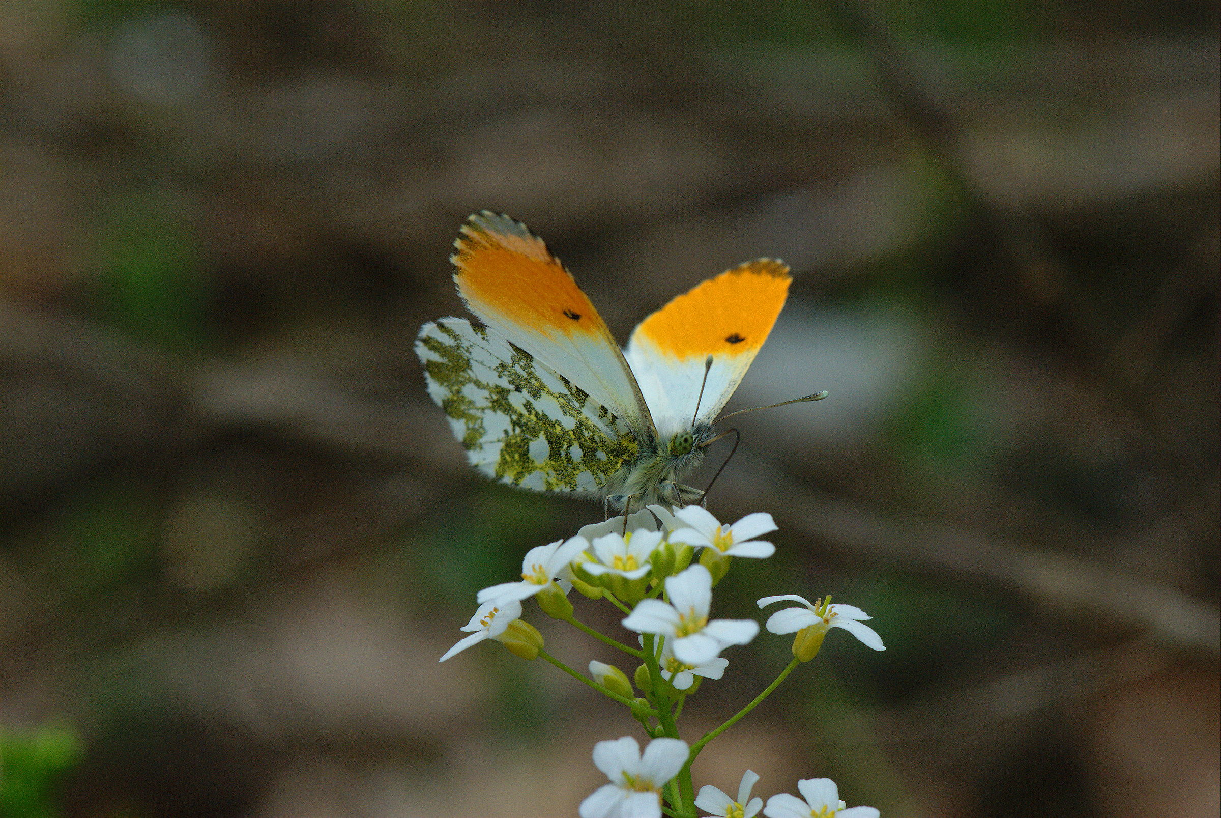 Anthocharis cardamine