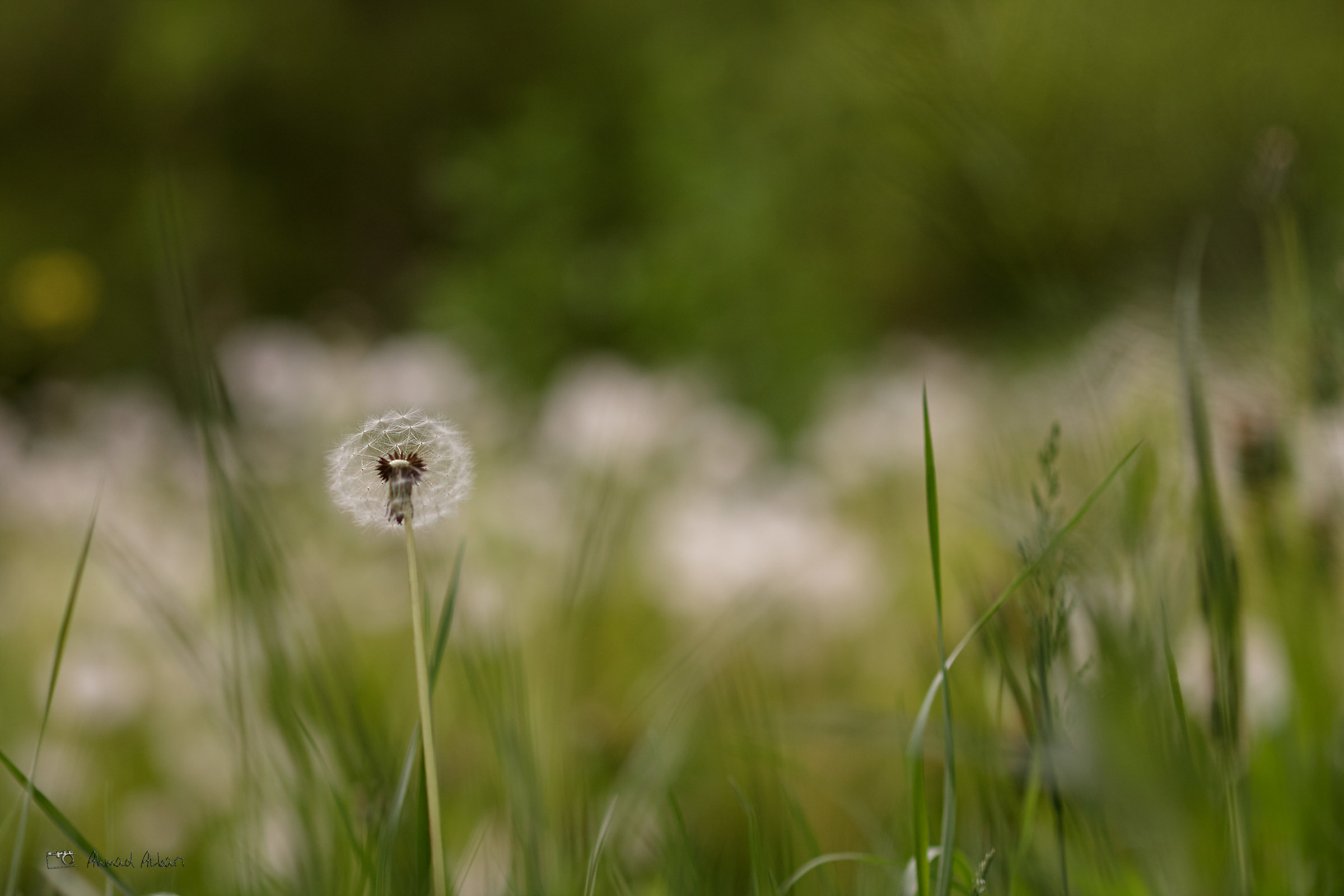 Waiting for a wild wind!
