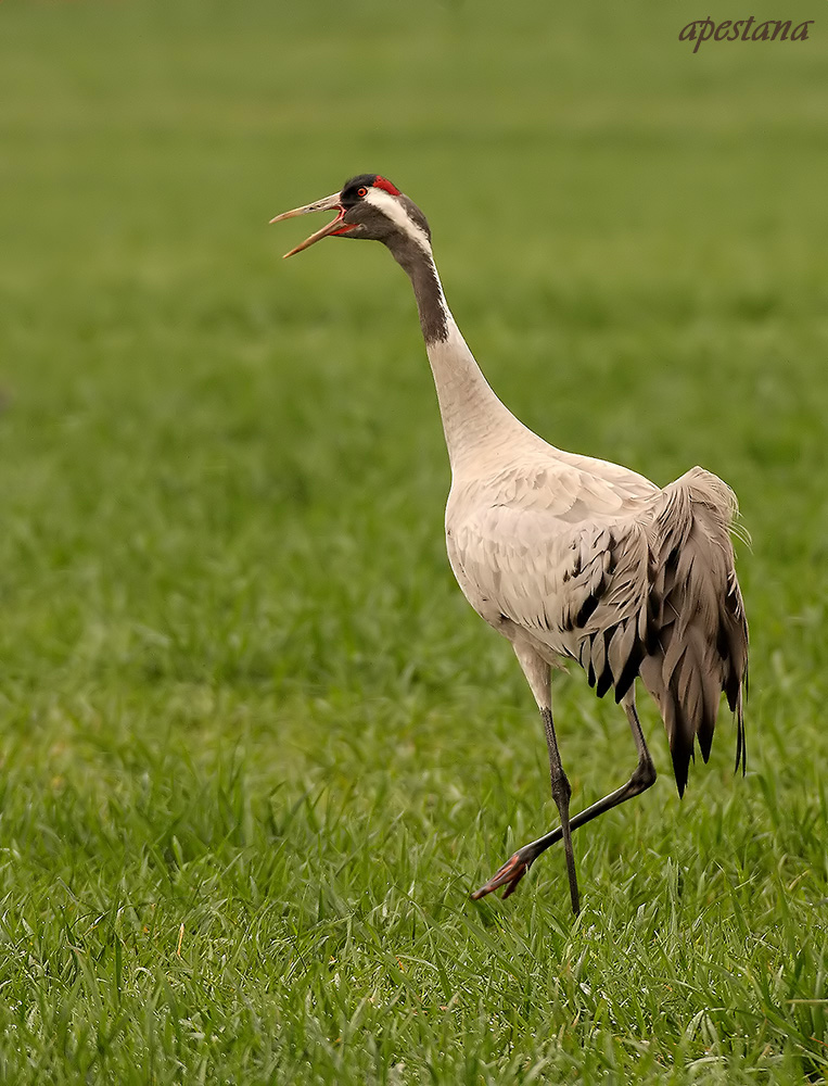 Gru. Capanno La Dehesa (Cordoba-Andalusia-Spain)