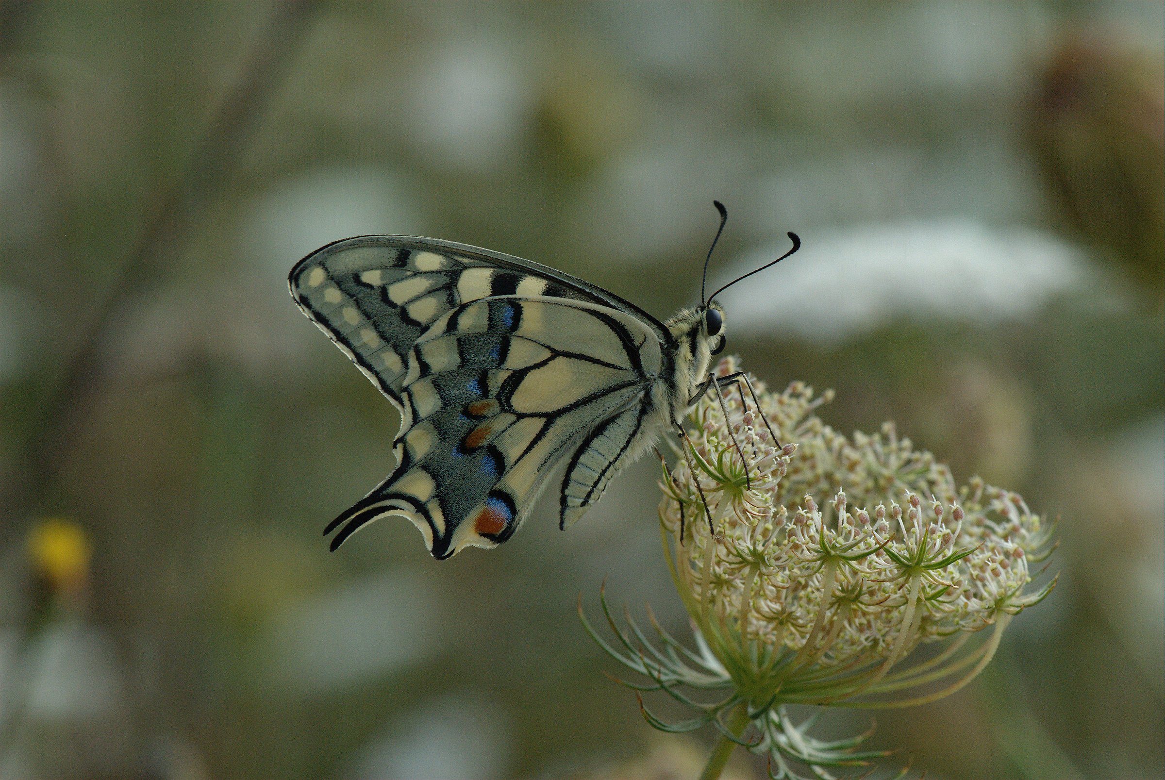 Papilio machaon