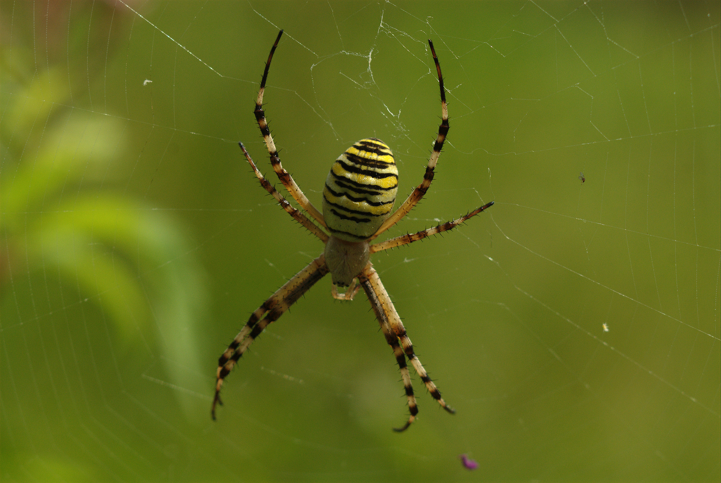 Argiope bruennichi