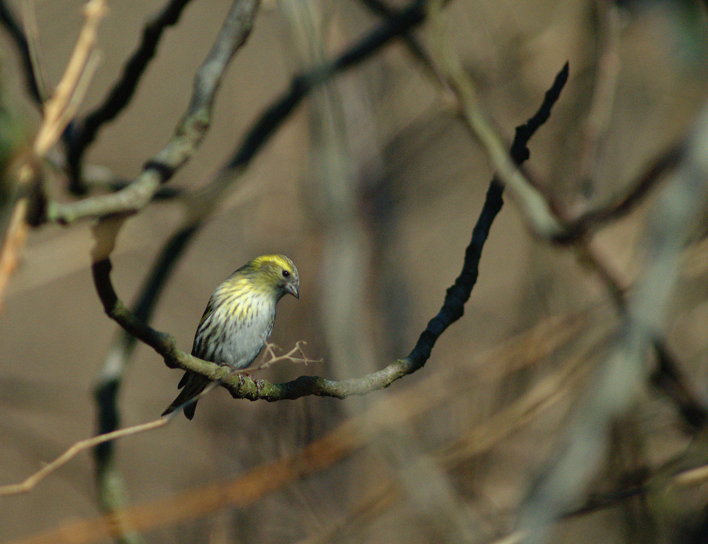 Siskin