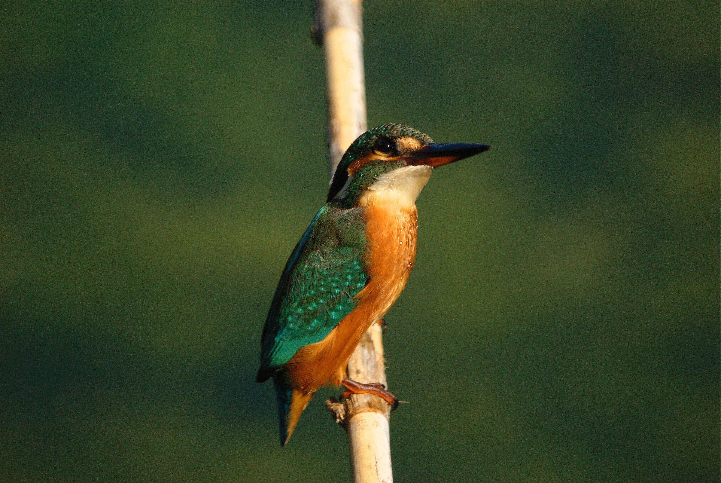 Kingfisher