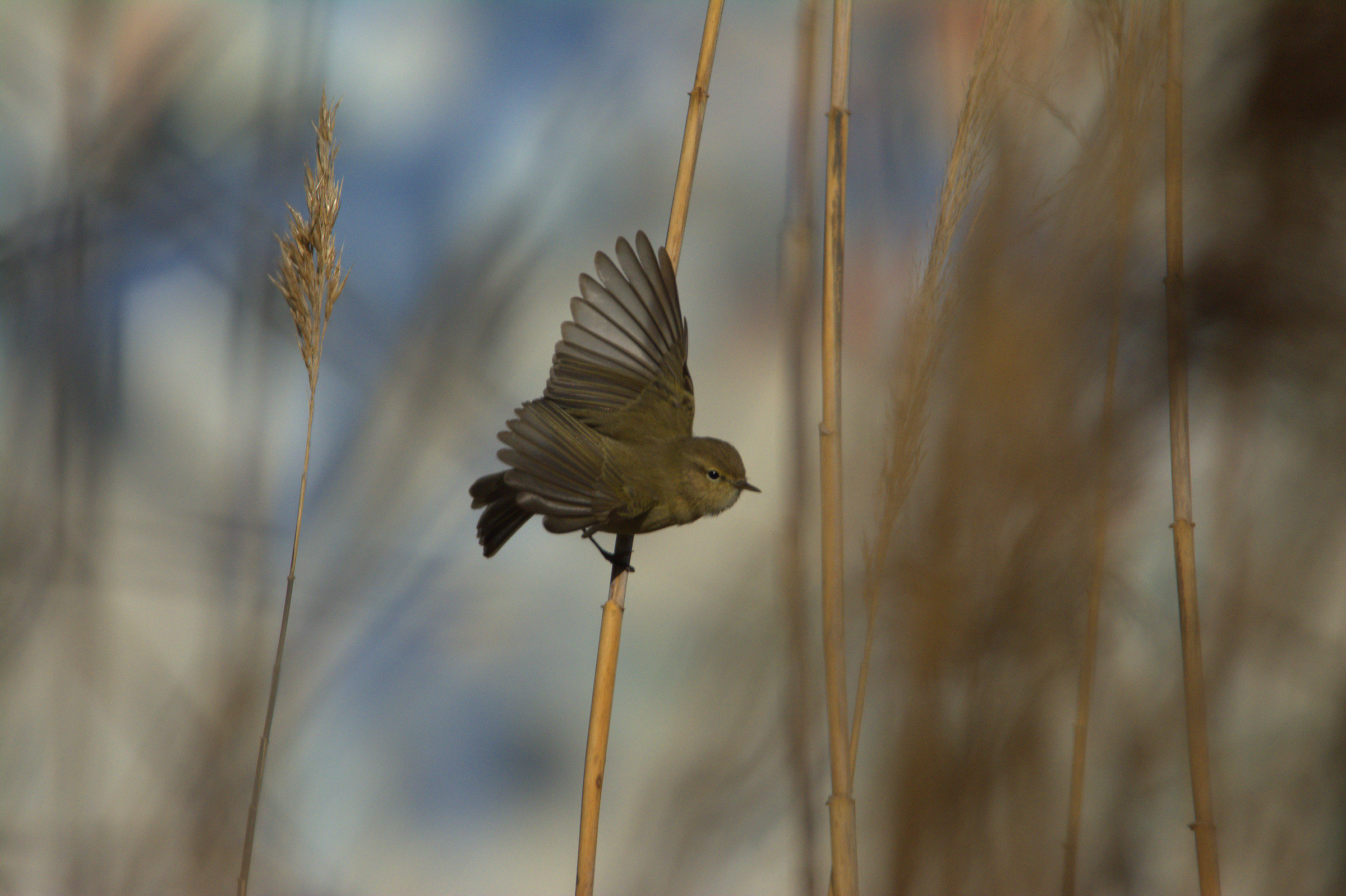 Chiffchaff
