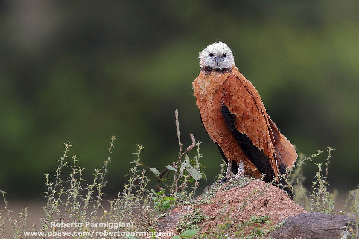 Falco dal collare nero