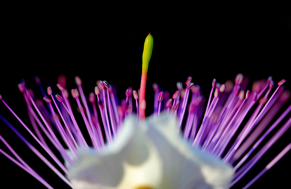 Passeggiando tra i colori.. 1