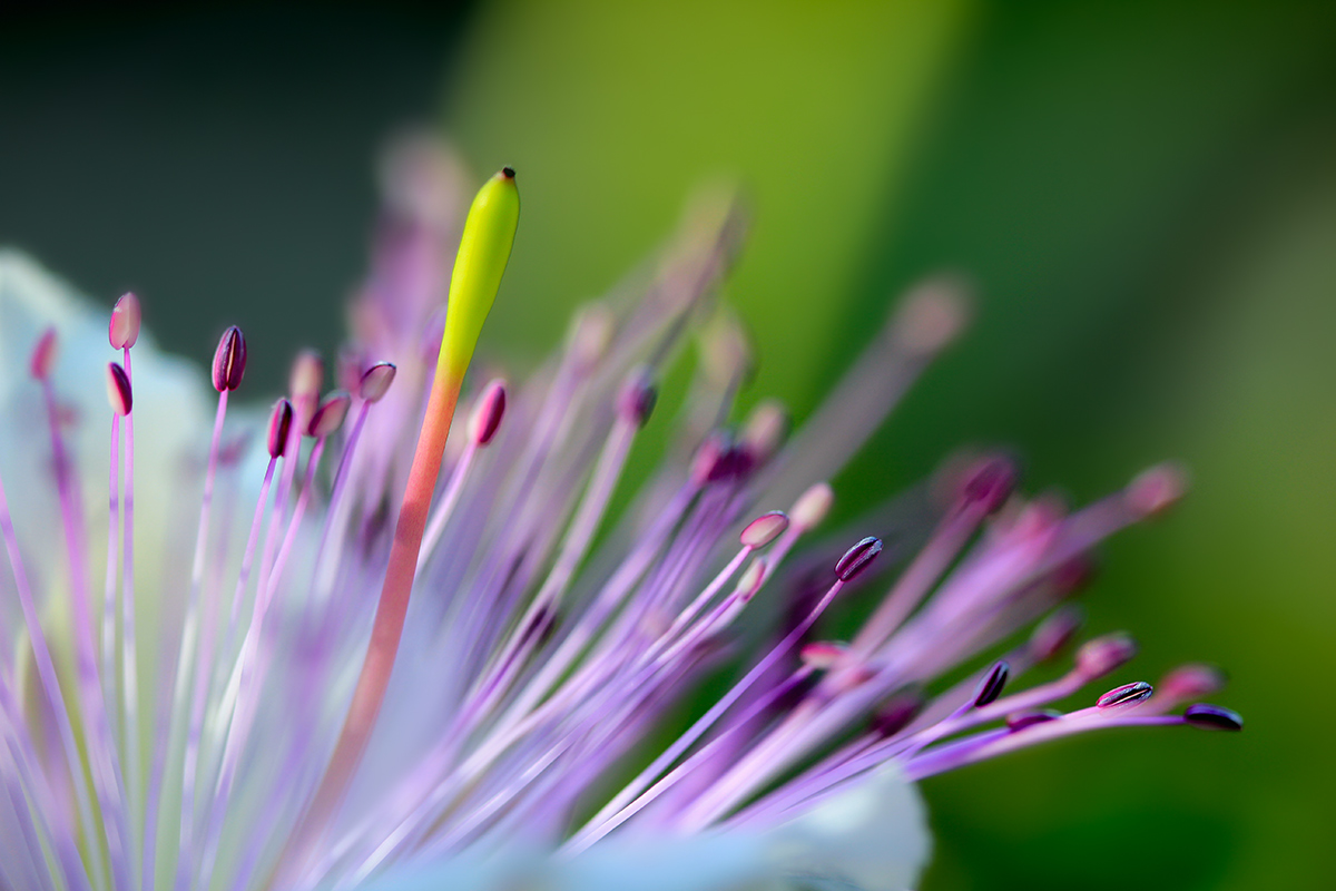 Passeggiando tra i colori.. 2