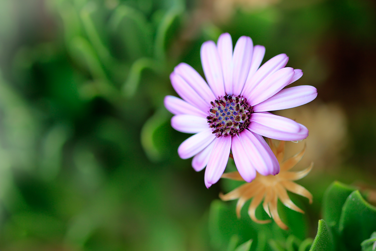 Passeggiando tra i colori.. 4