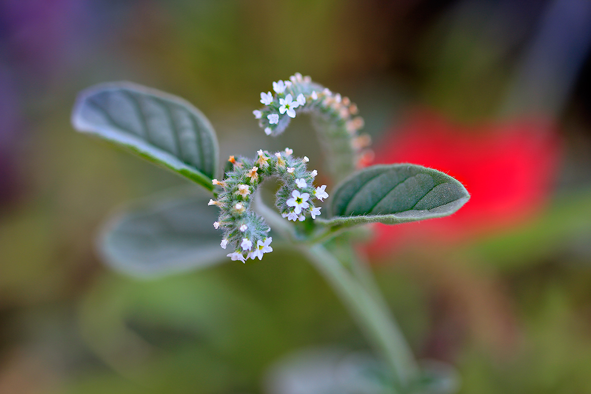 Walking through the colors .. 5