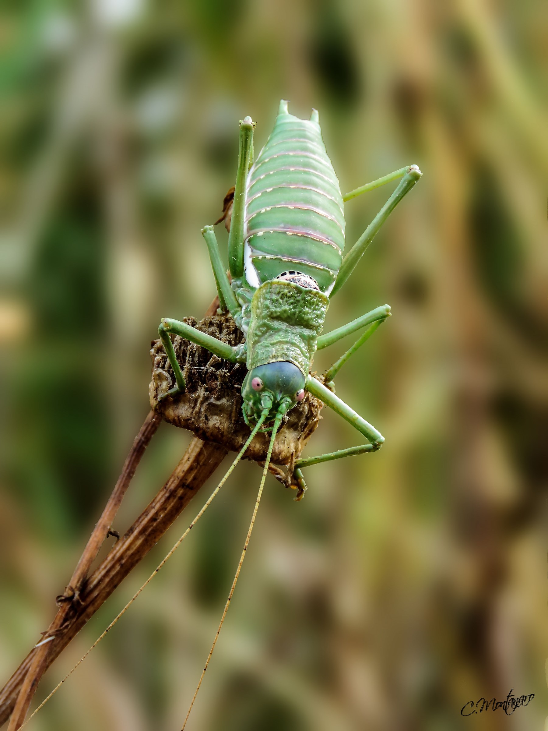 Tettigonia viridissima