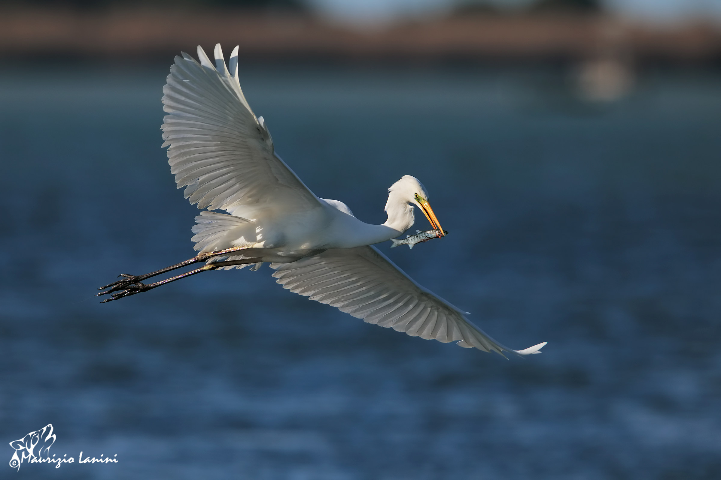 On the run with prey