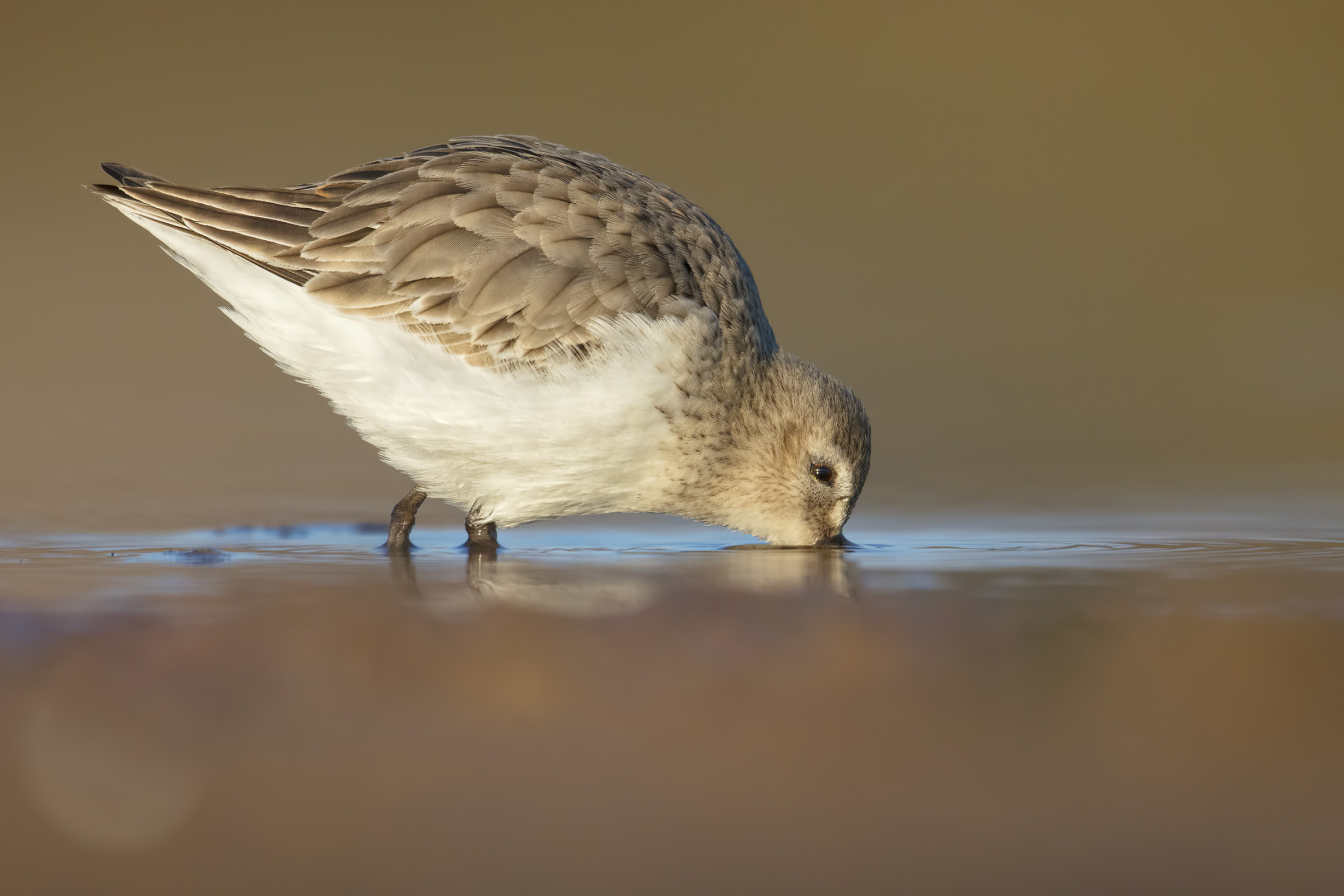 Dunlin