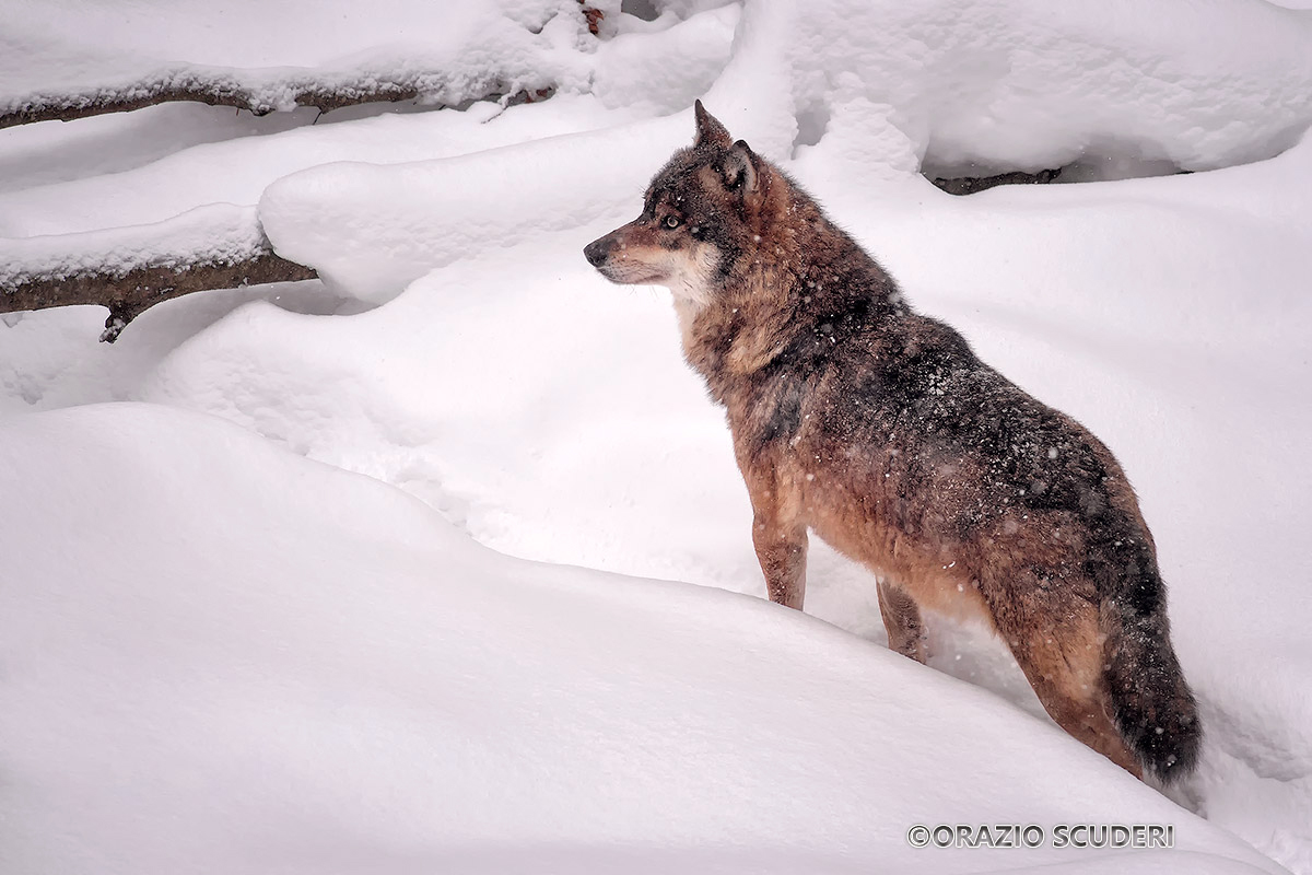 Wolf - Controlled Environment - Bayerischer Wald 2016