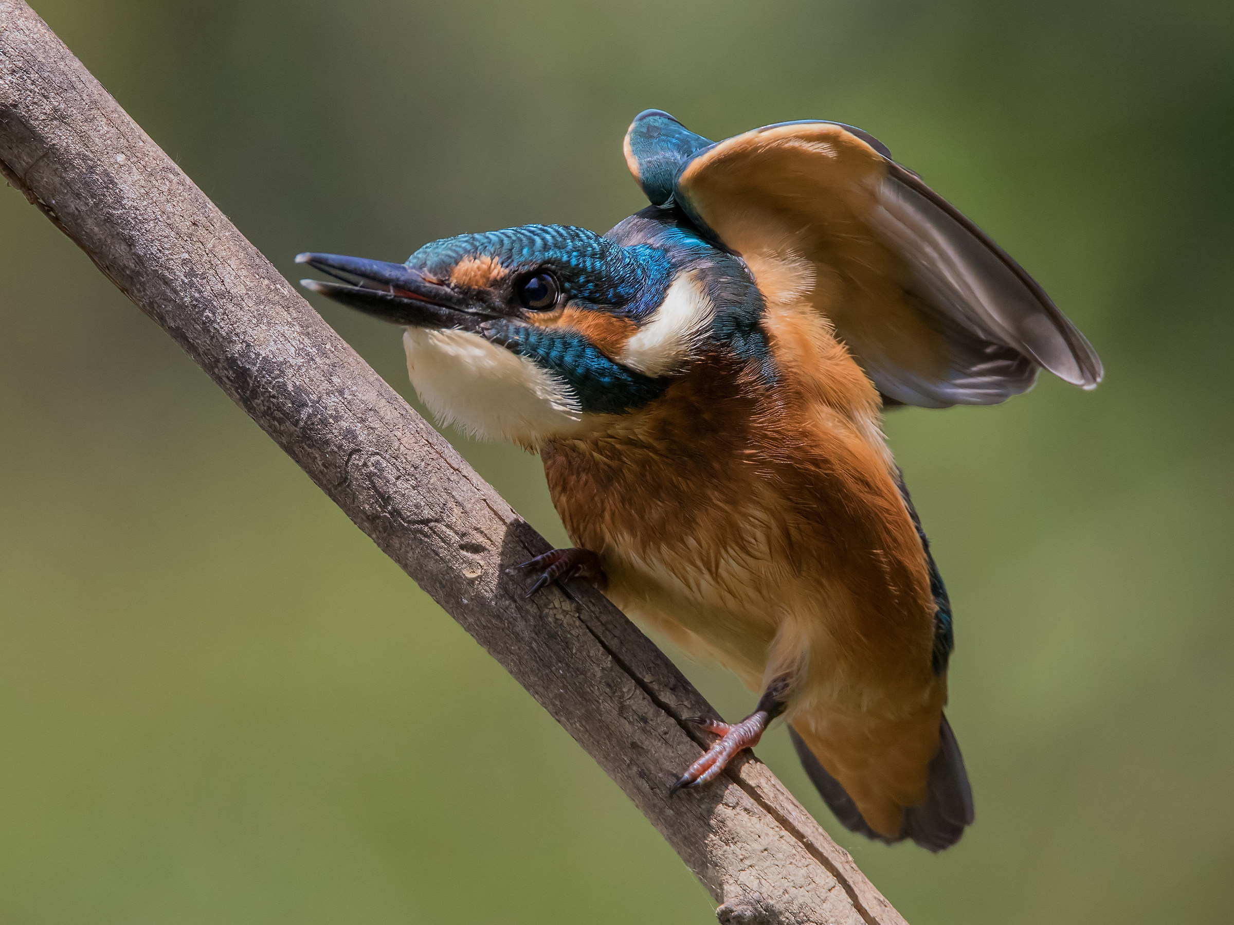 The "handles" of Martino