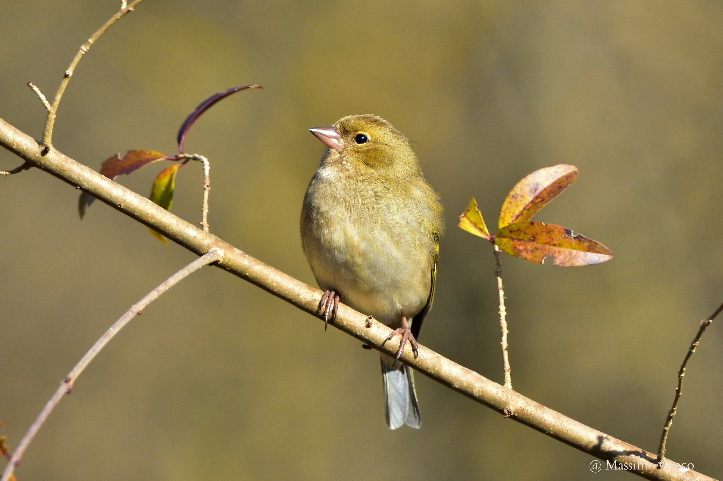 He small (Phylloscopus collybita)