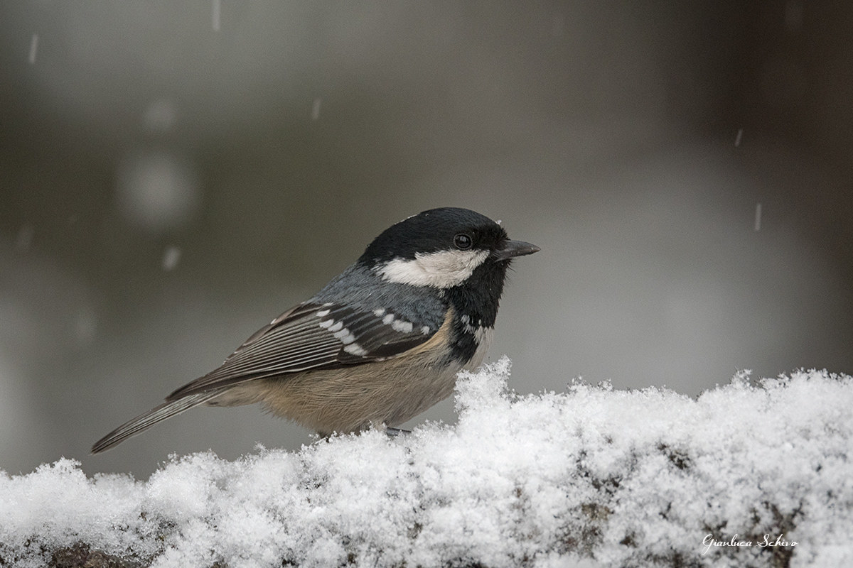 coal tit
