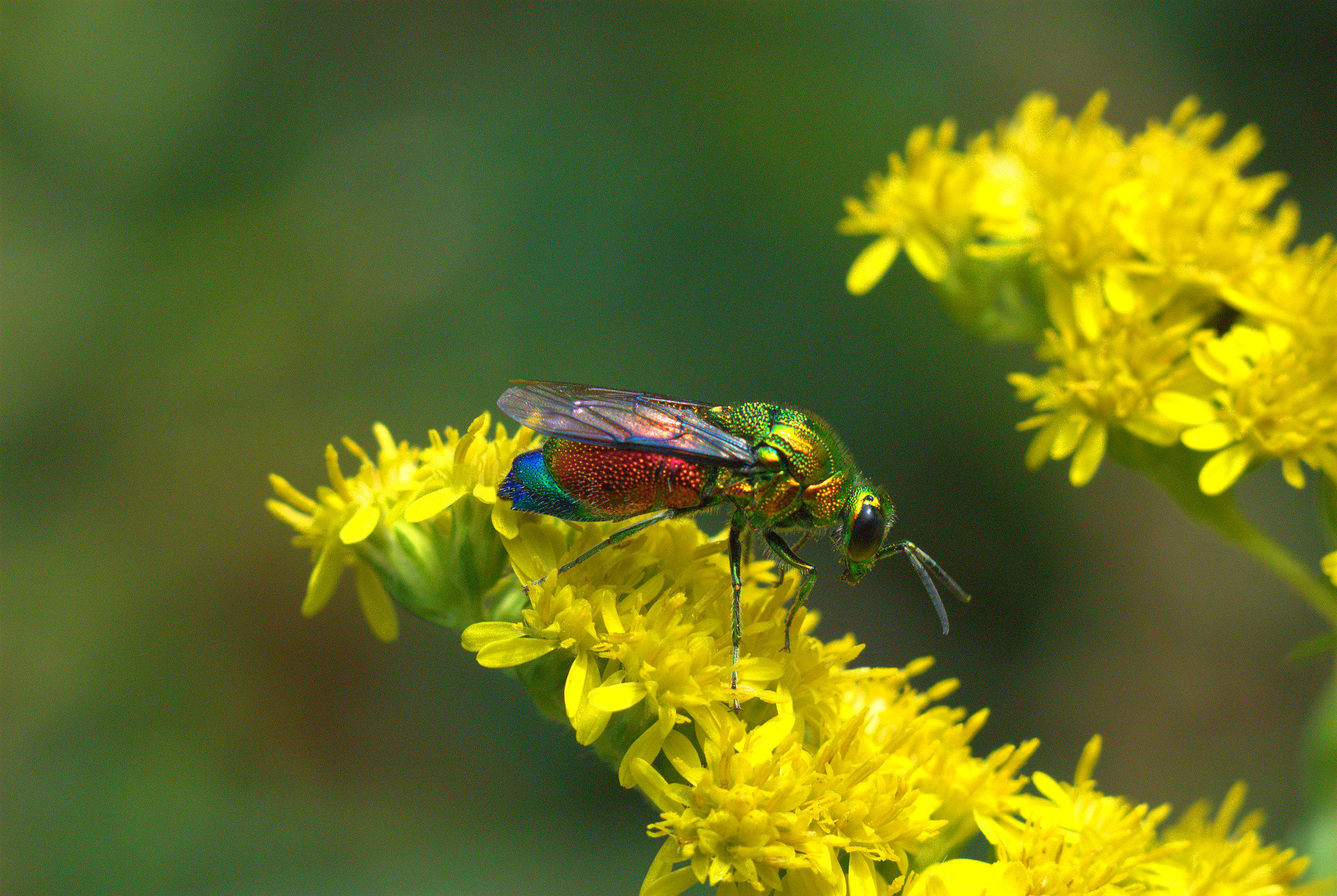 Chrysididae