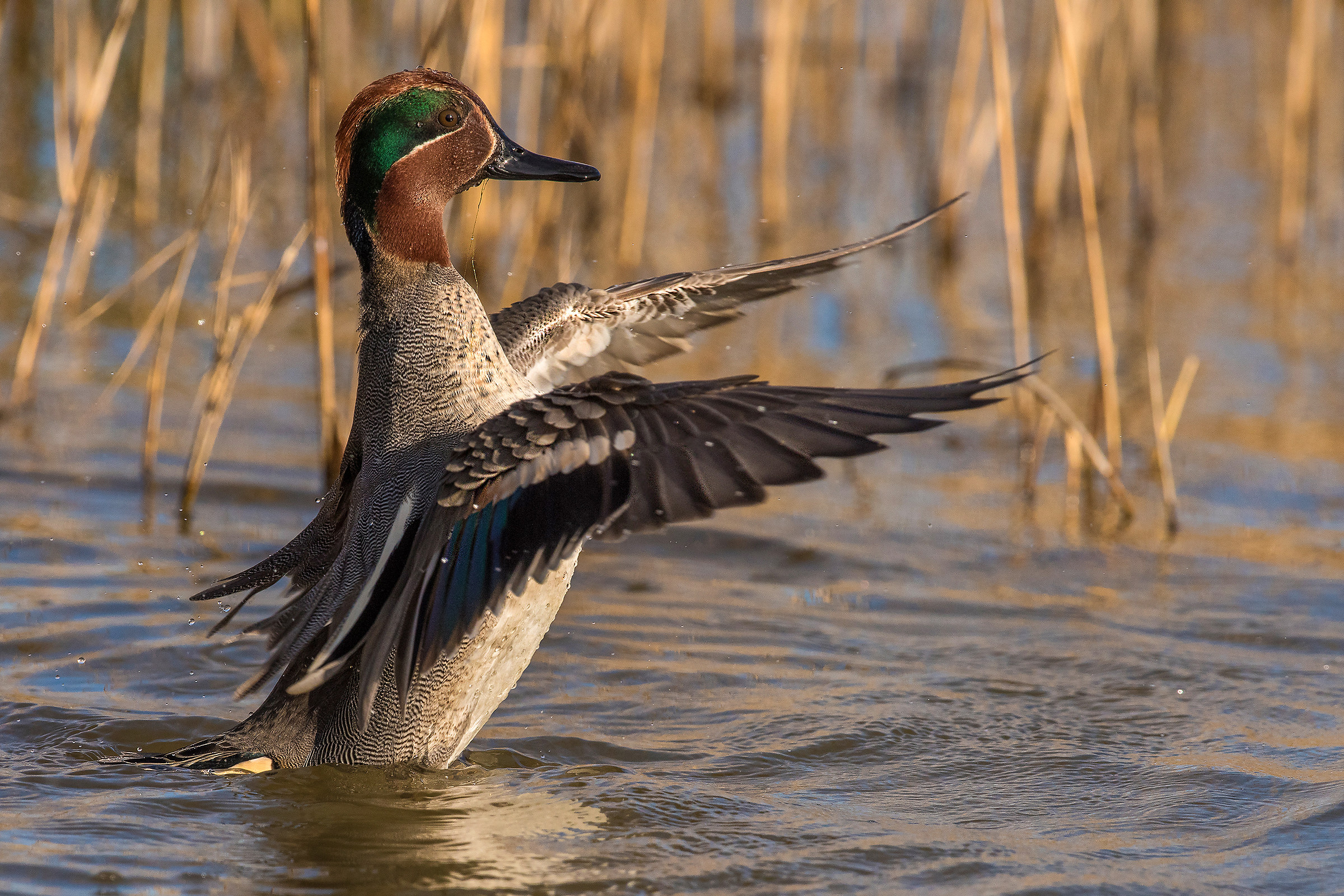 il direttore d'orchestra