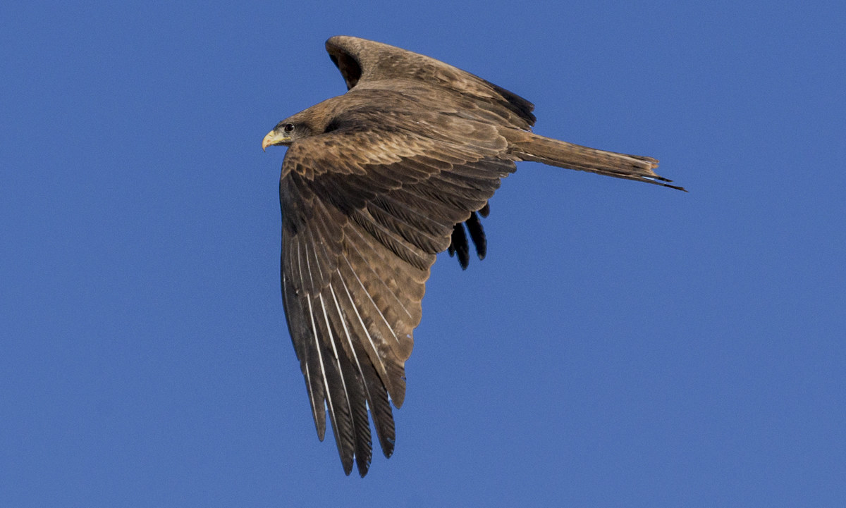 First shots in Eritrea
