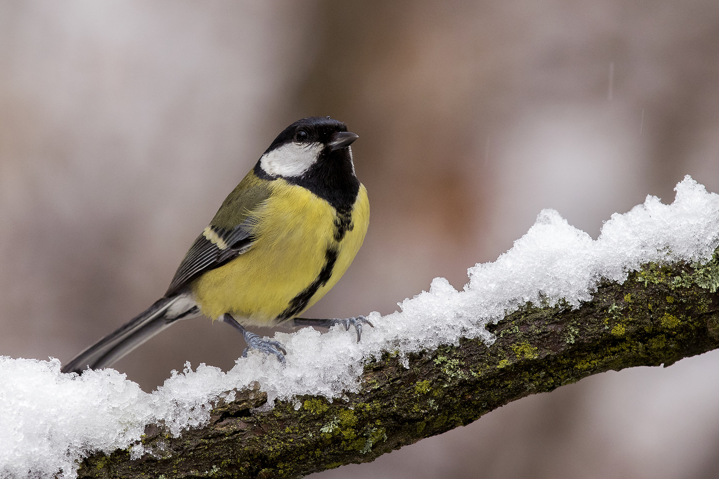 Allegra under the snow