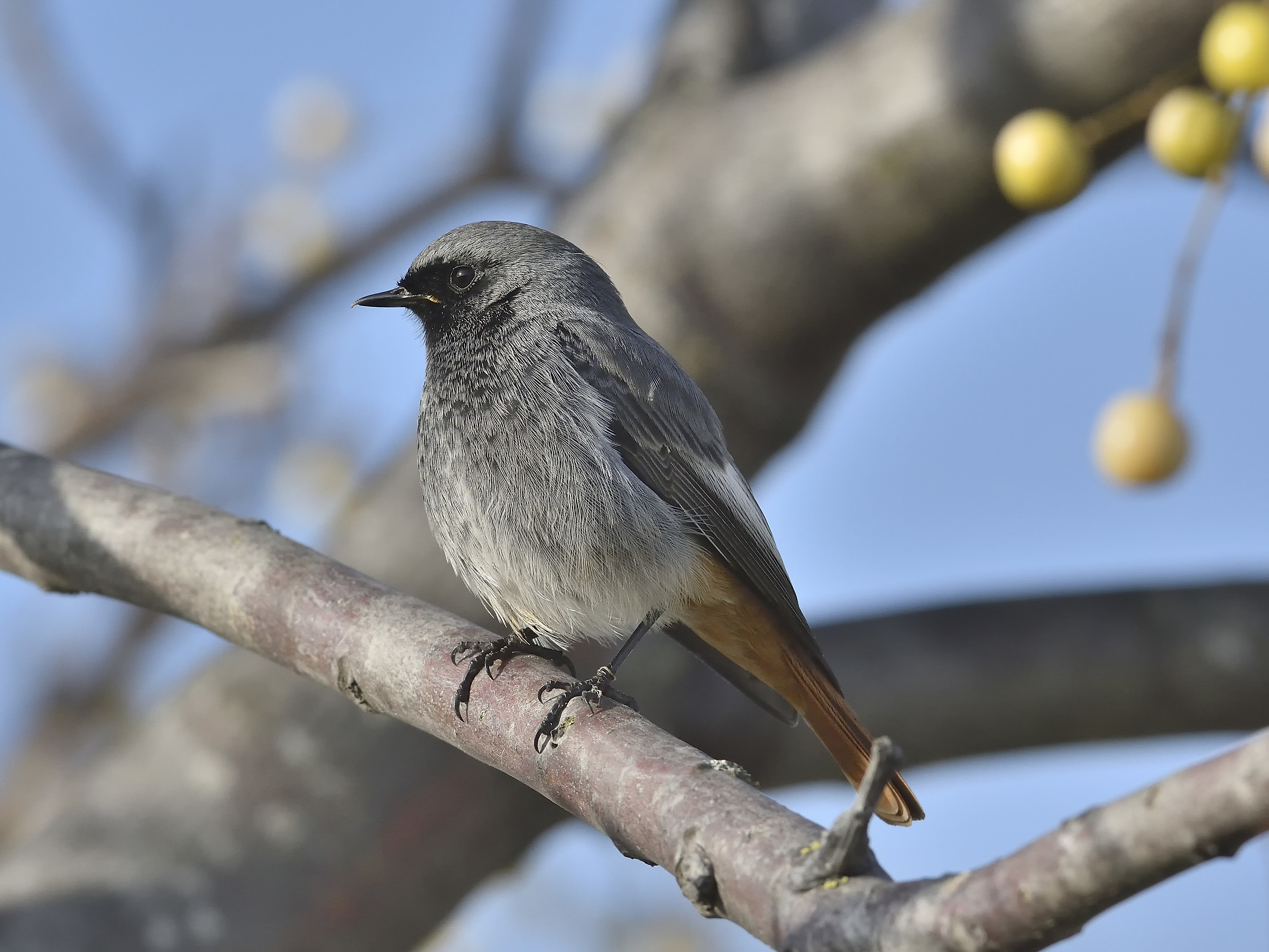 black redstart