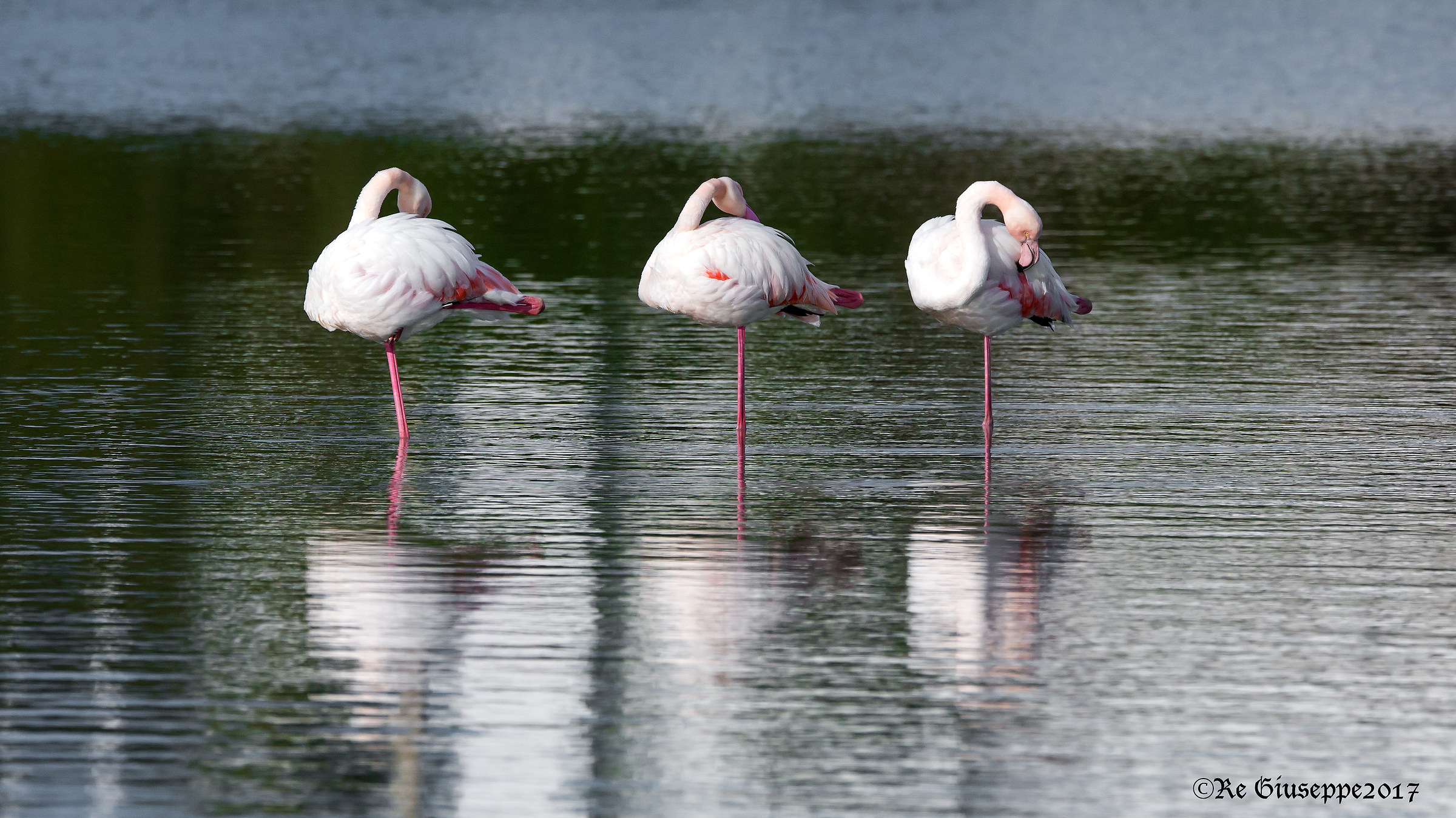 Fenicotteri dormiglioni