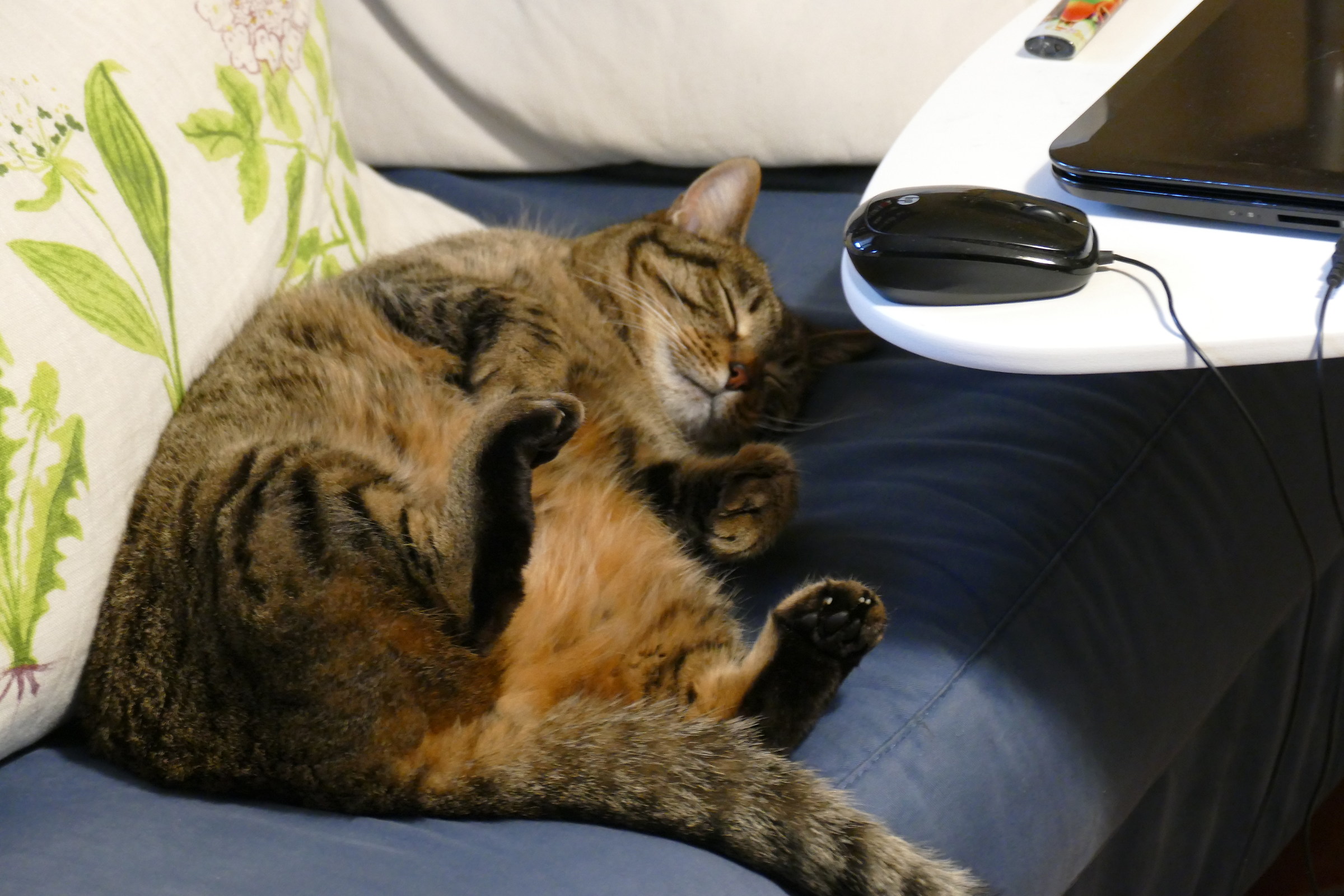 When the cat's asleep, the mice dance