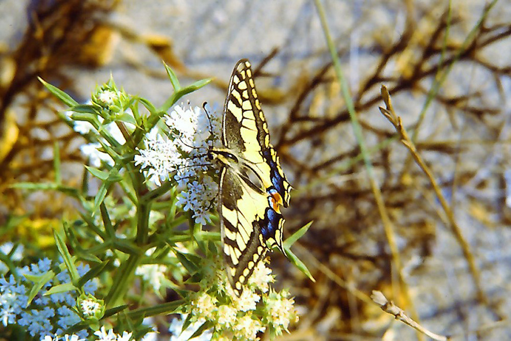 swallowtail