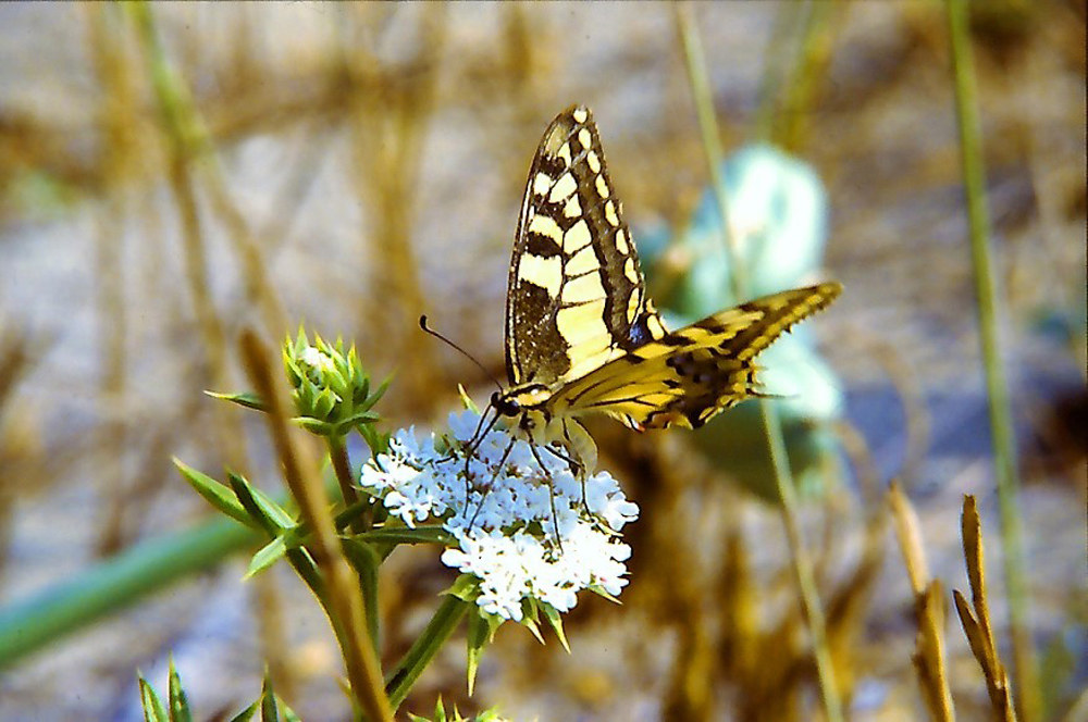 swallowtail 2