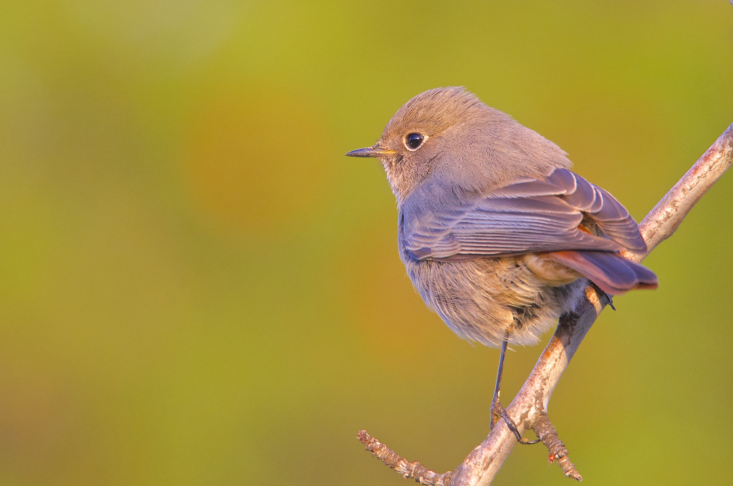 Codirosso spazzacamino al tramonto