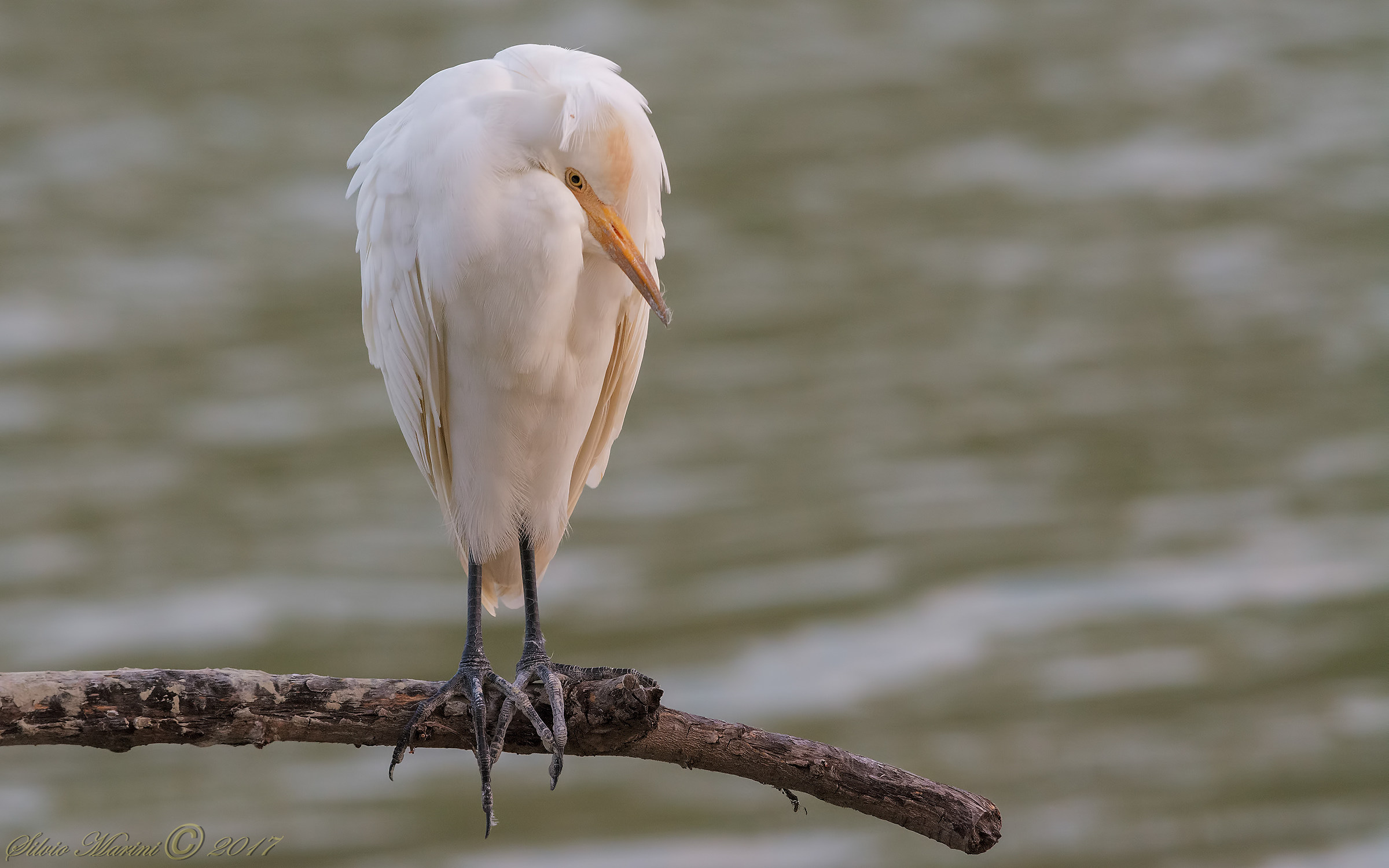 Airone guardabuoi (Babulcus ibis)
