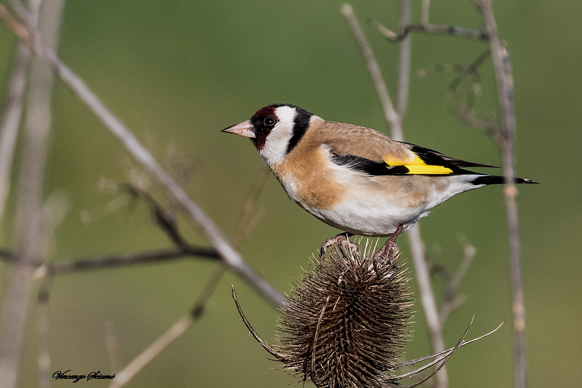 Cardellino ancestrale
