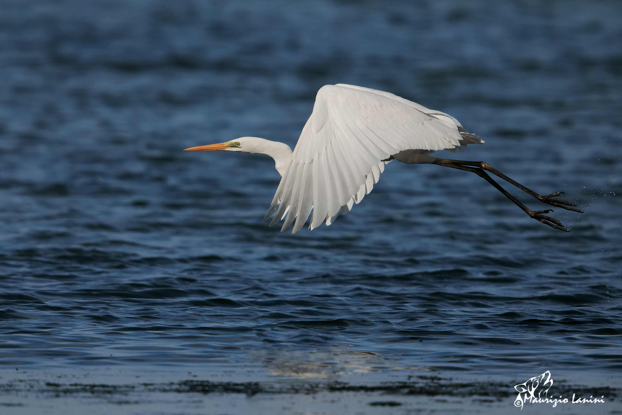 white heron