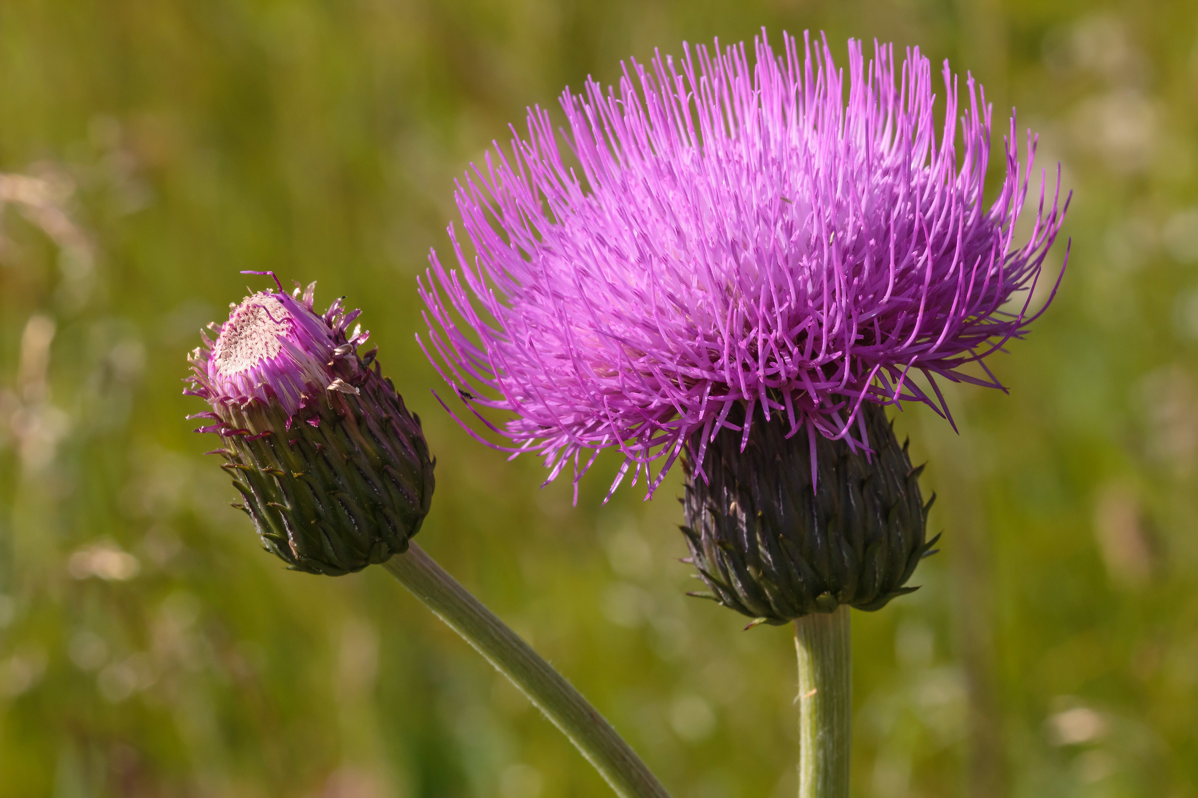 Milk thistle