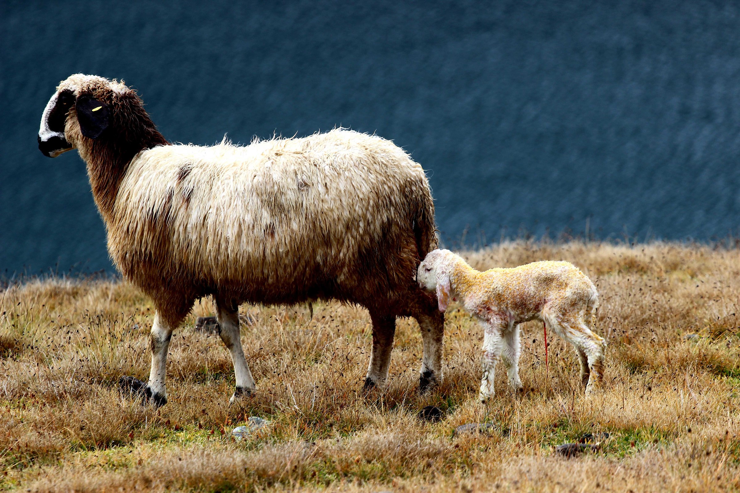 With Nivolet, Lamb born a few minutes