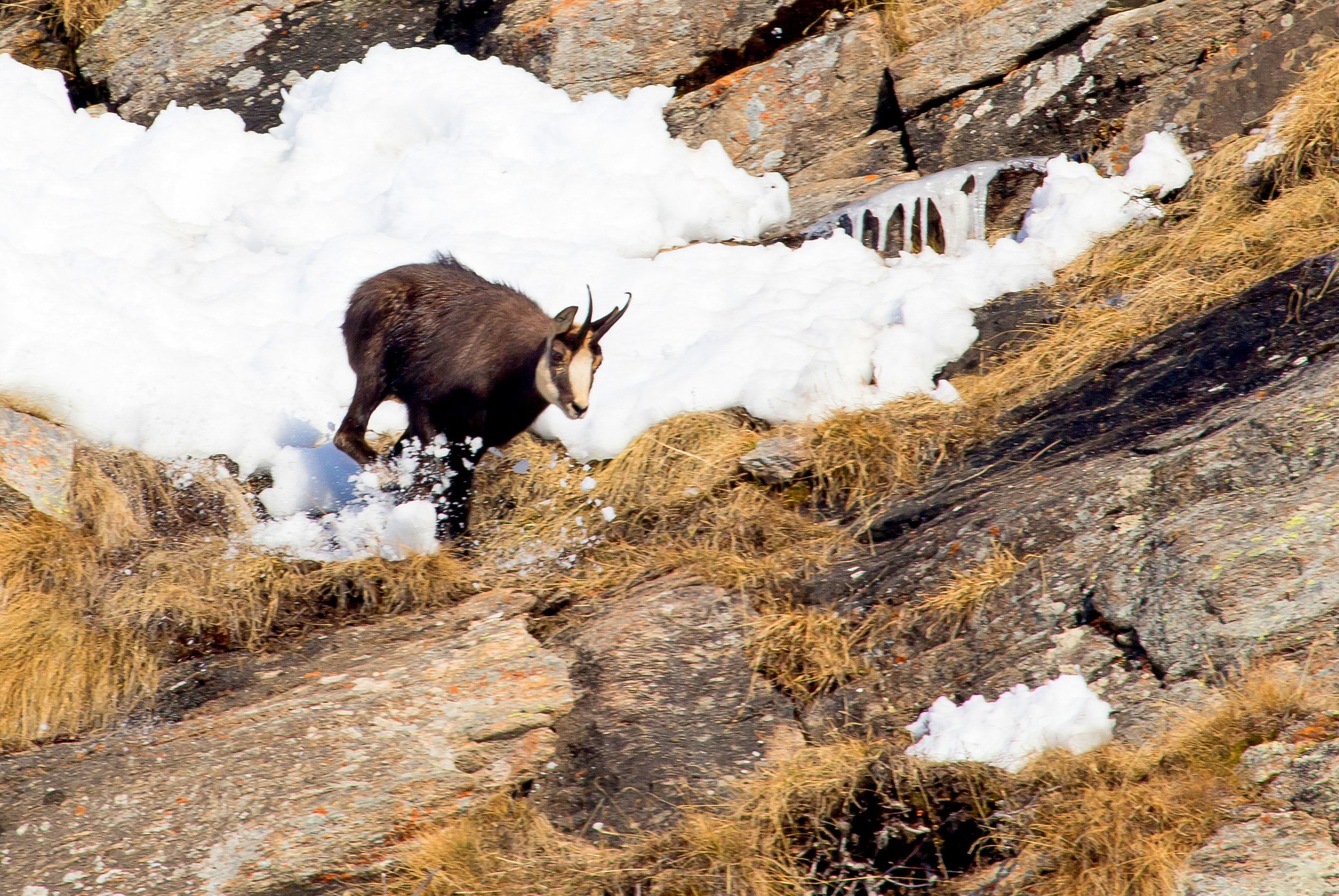 chamois among rocks