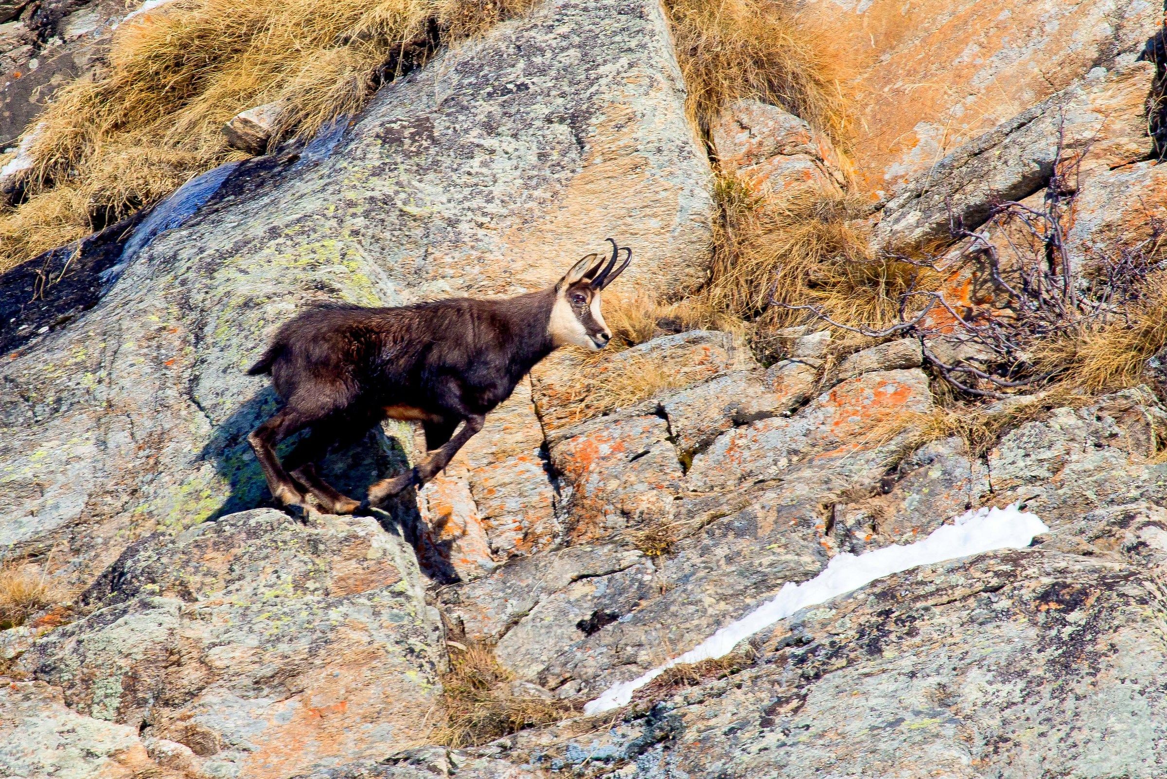chamois among rocks 2