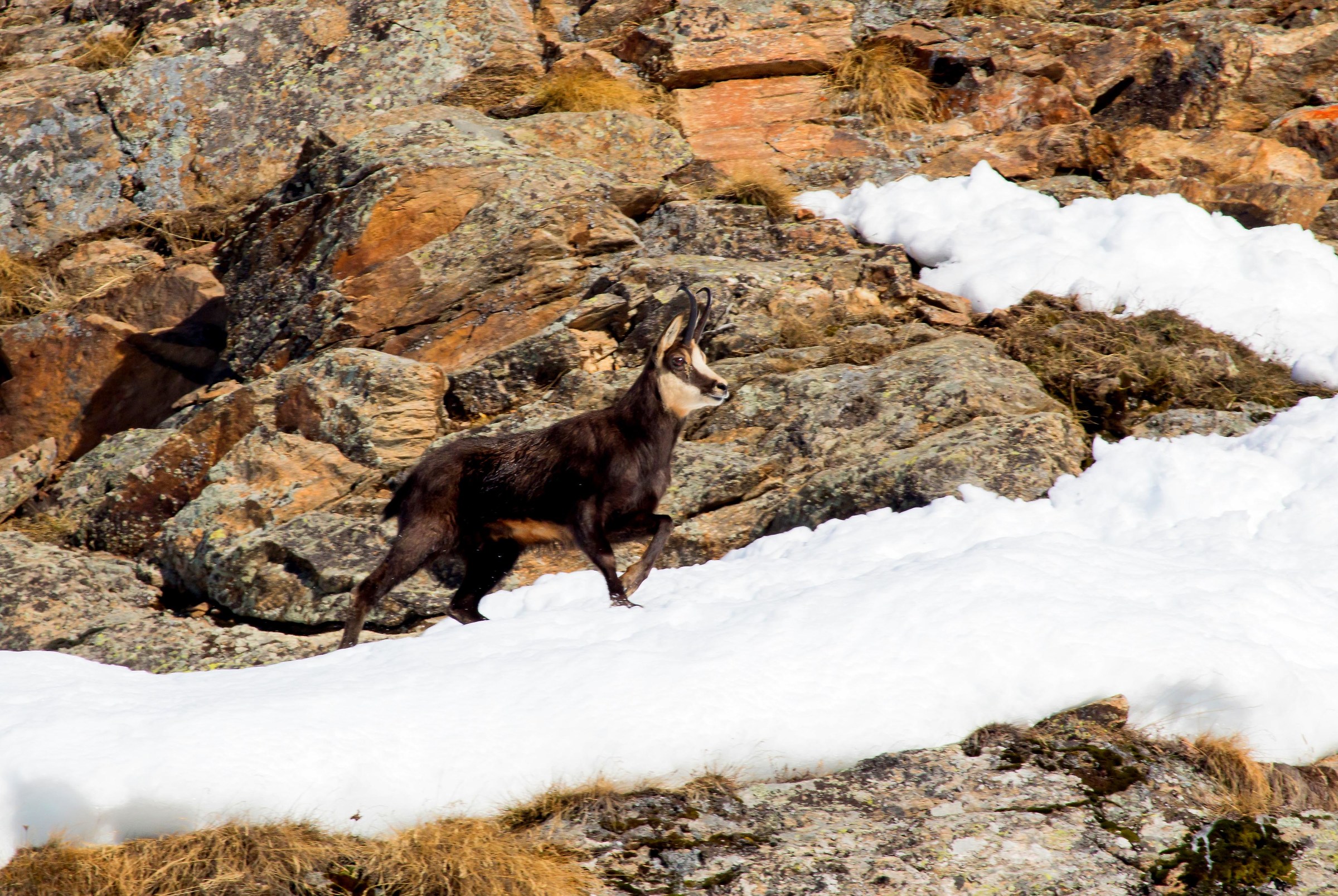 camoscio tra le rocce 3
