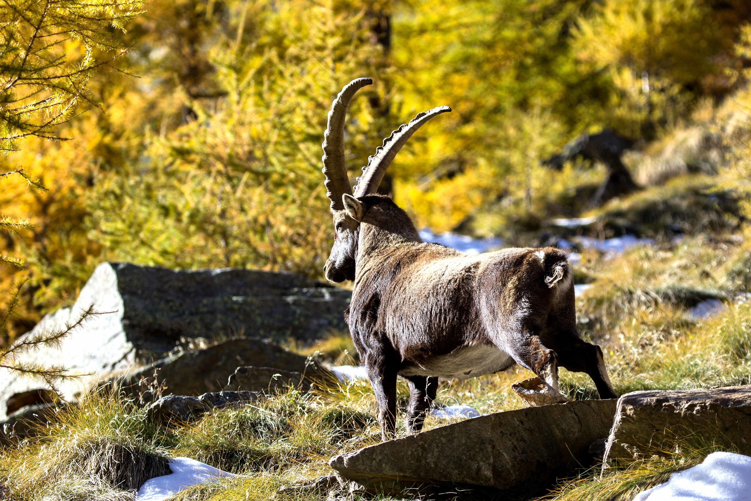 Ibex, Valnontey October