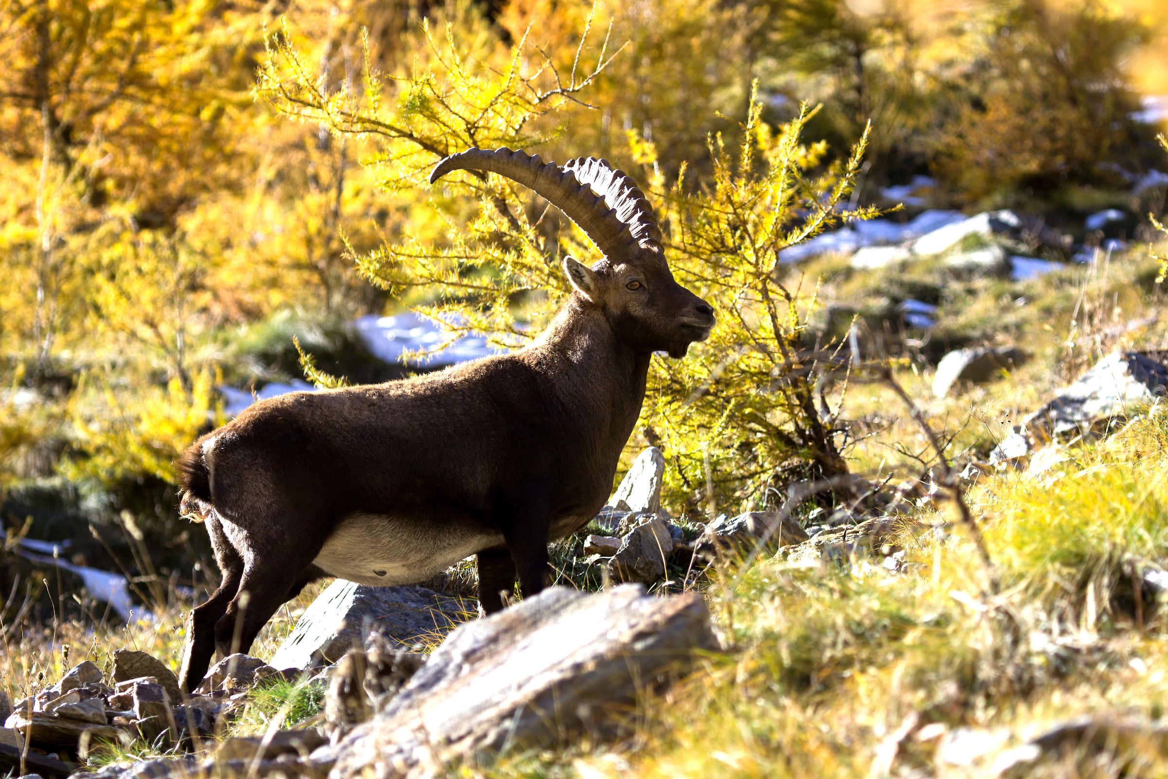 Ibex 2, Valnontey October