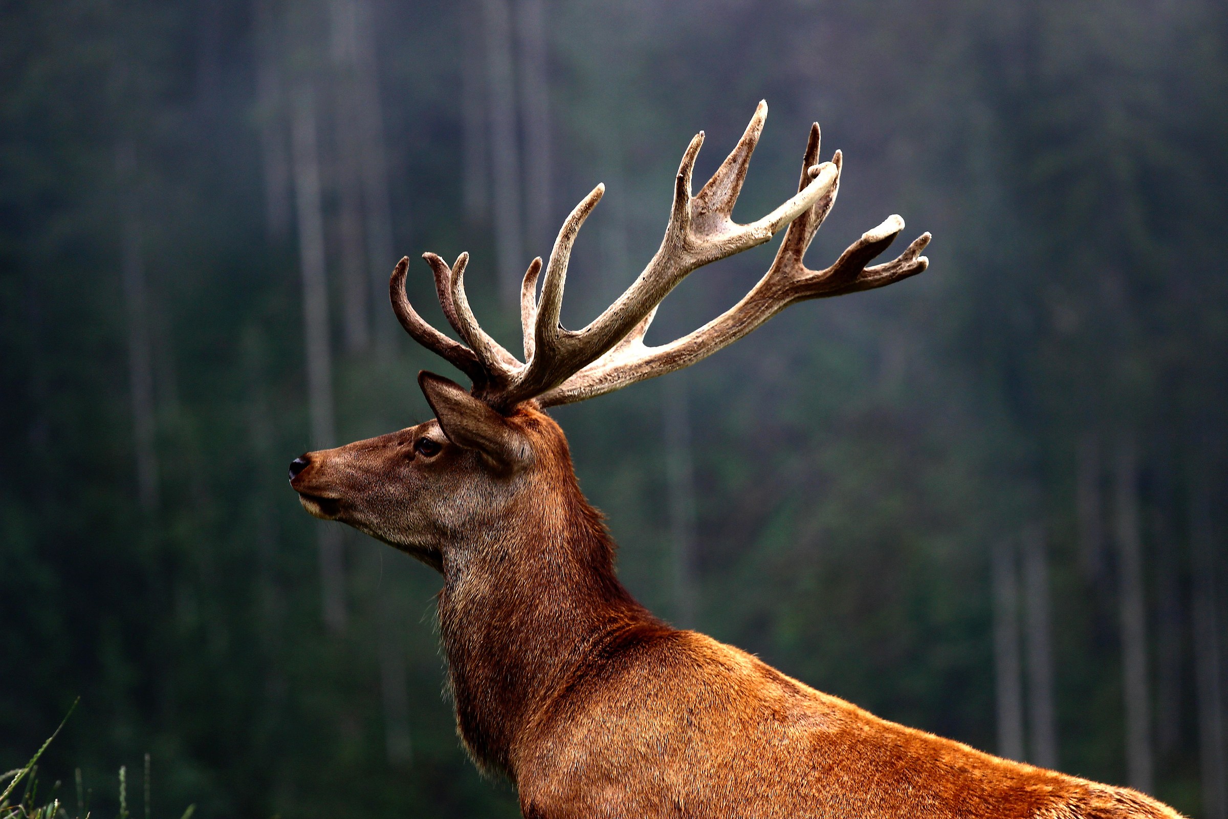 Prince of the Forest