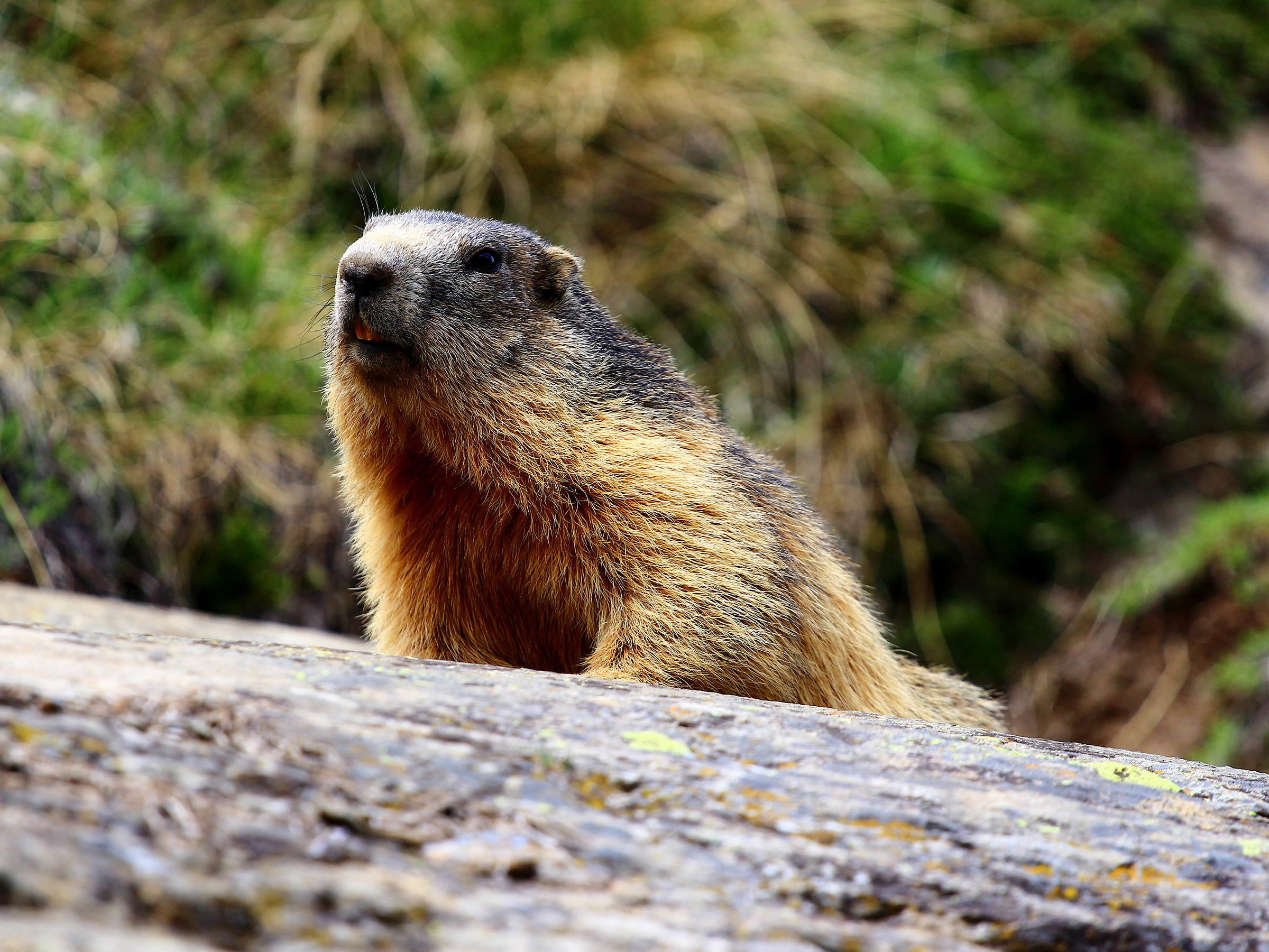 Marmot, waking up after hibernation